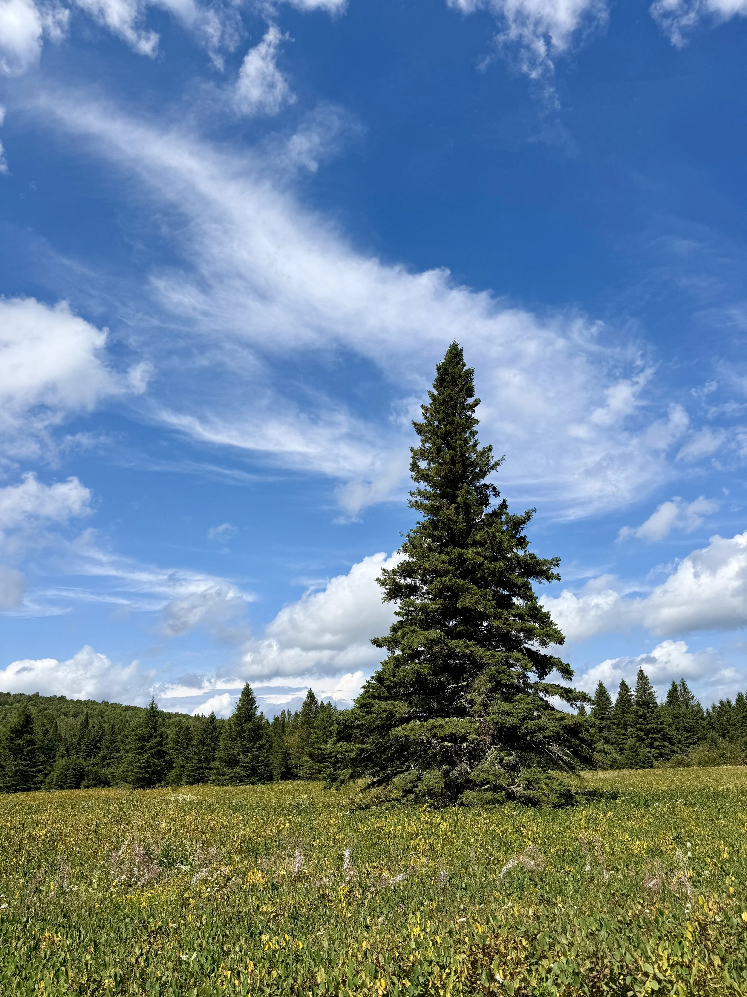 A tall evergreen tree in a grassy meadow with more trees in the background underneath a partly cloudy blue sky.