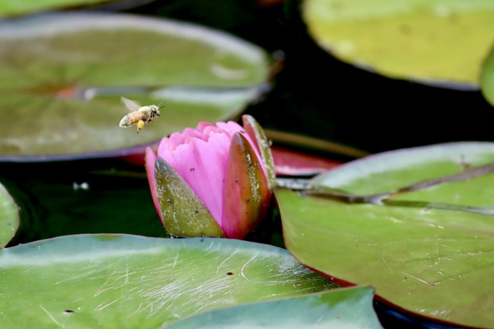 A bee flying above a pink water lily flower on a pond with green lily pads.