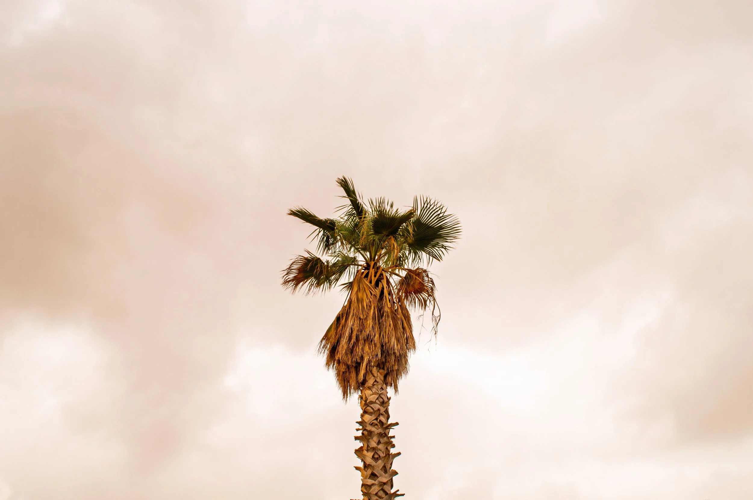 A tall palm tree with green fronds and a textured trunk against a cloudy sky.