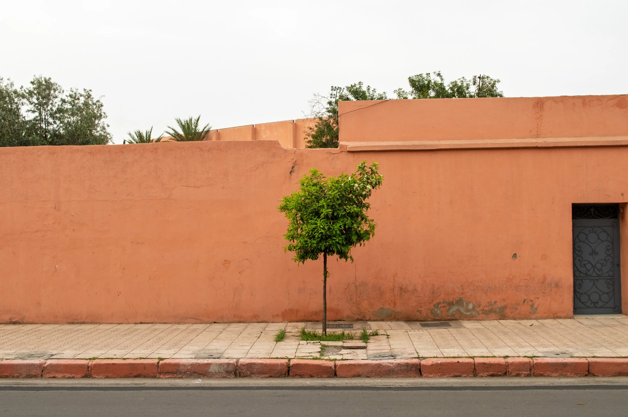 A pink stucco wall with a small tree in front of it, a sidewalk, and part of a road in the foreground. Trees are visible behind the wall, and the sky is overcast.