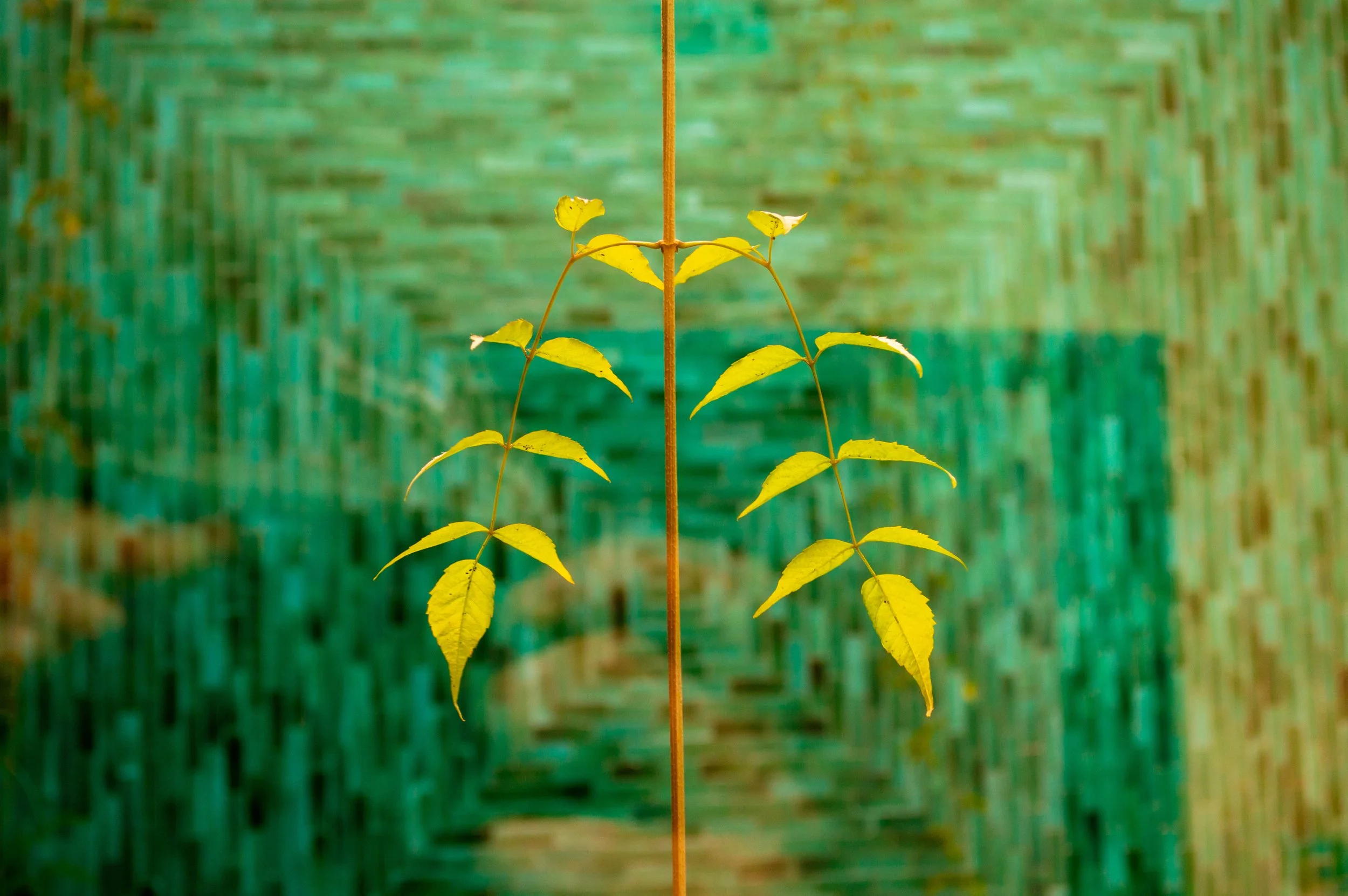 A young plant with yellow leaves growing up a thin, brown stalk against a blurred green background.