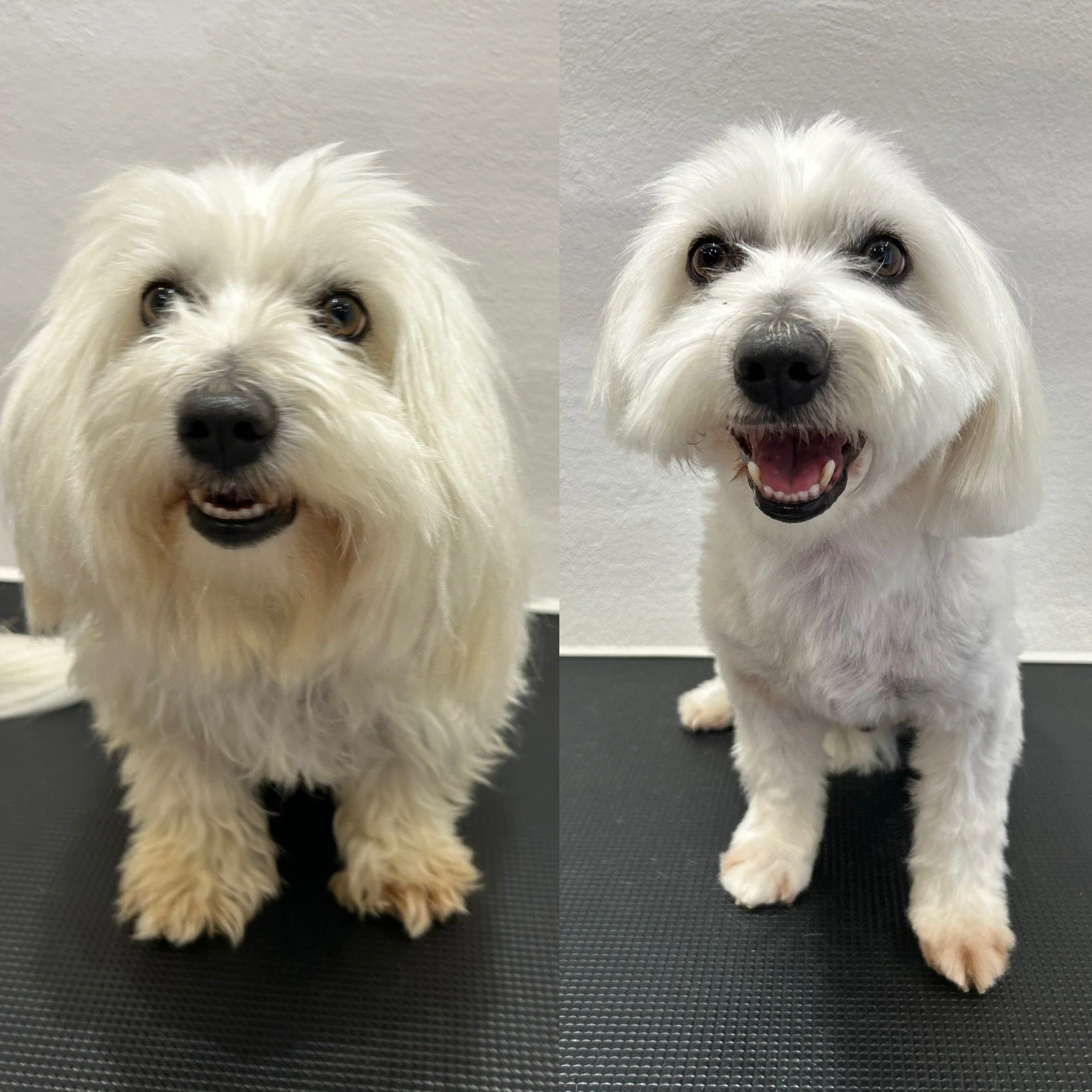 Pixie (Coton de Tulear) - Kort Bamseklip (Bamse 3: 1cm)