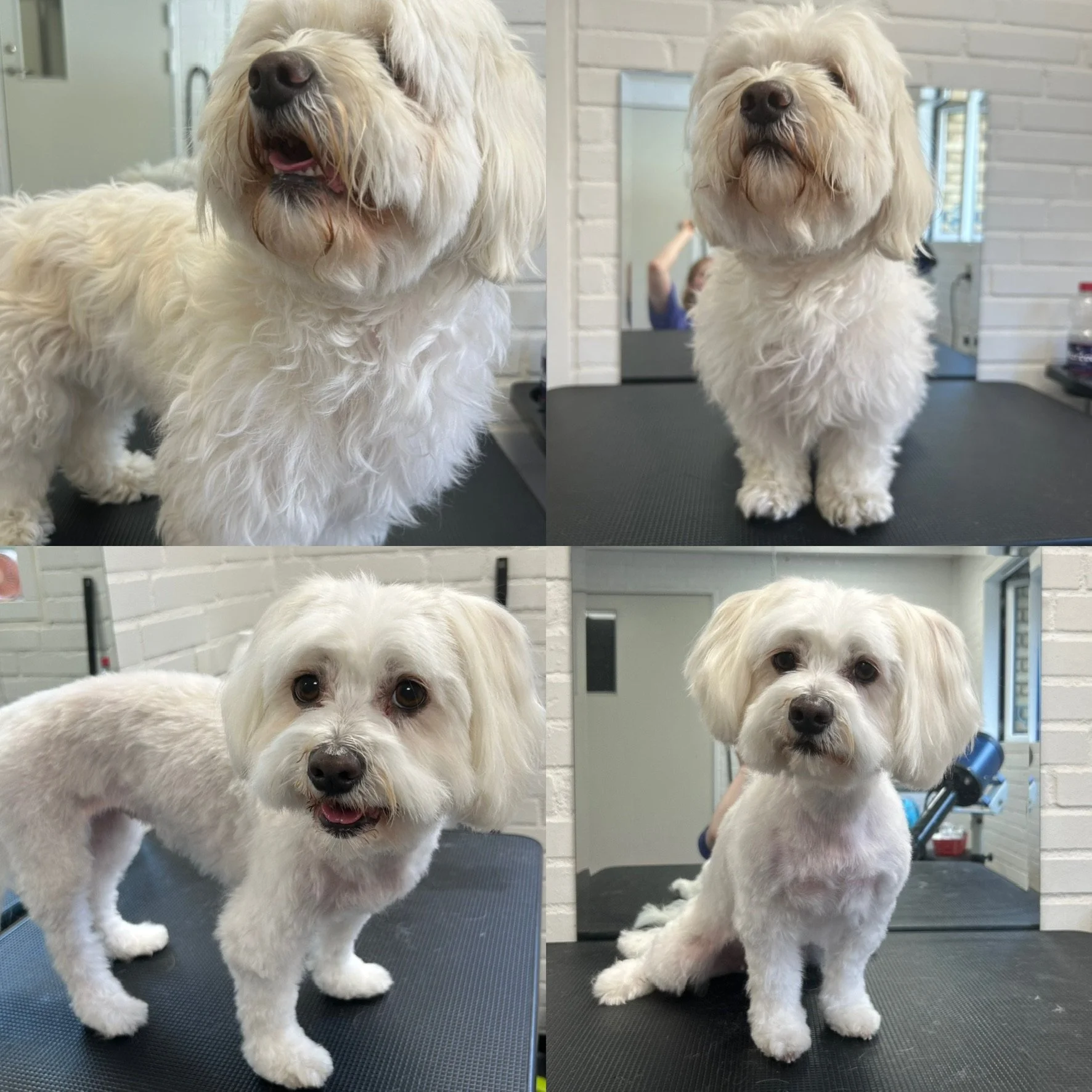Bella (Lhasa apso) - Kort bamseklip (Bamse 3: 1cm)