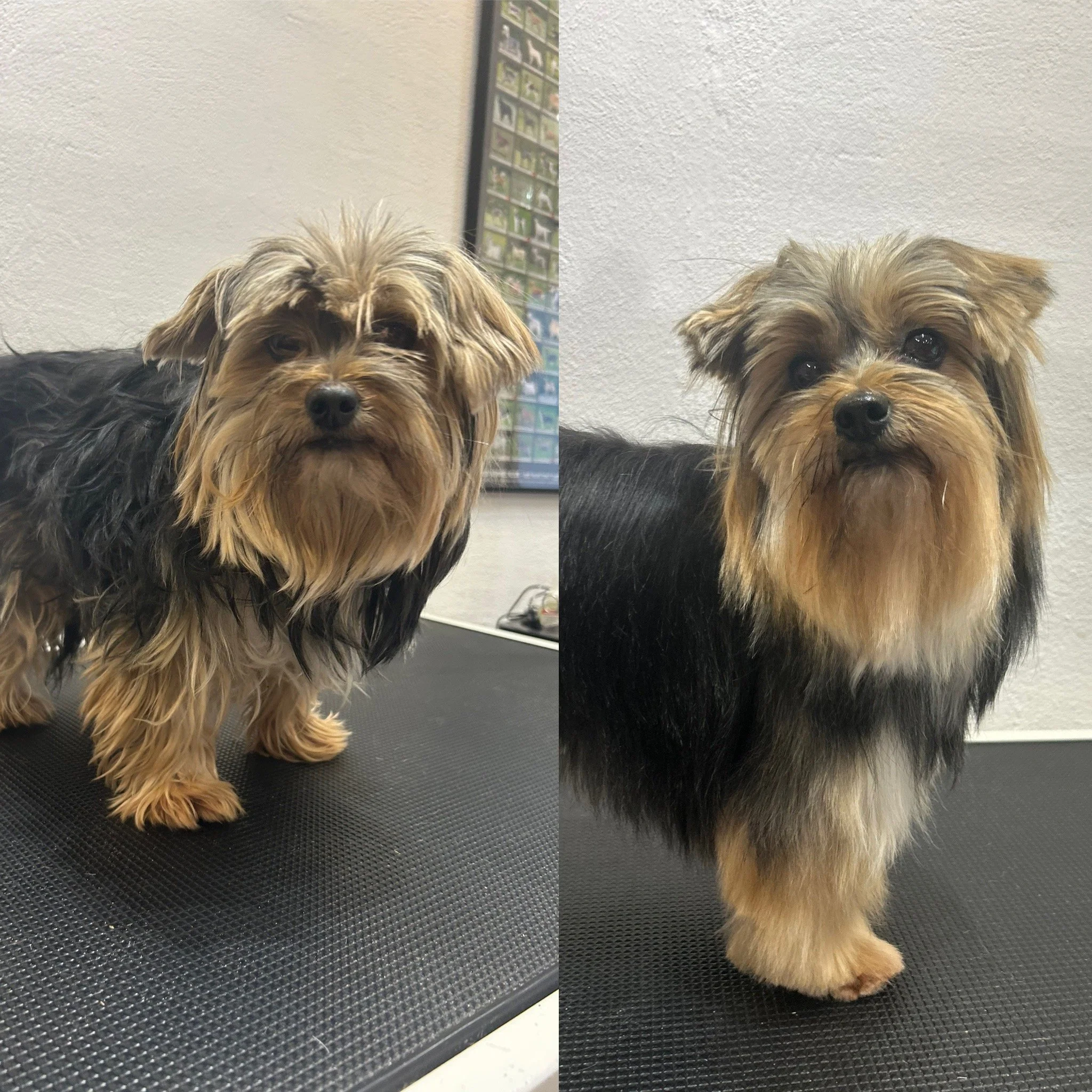 Lily - Yorkshire Terrier
