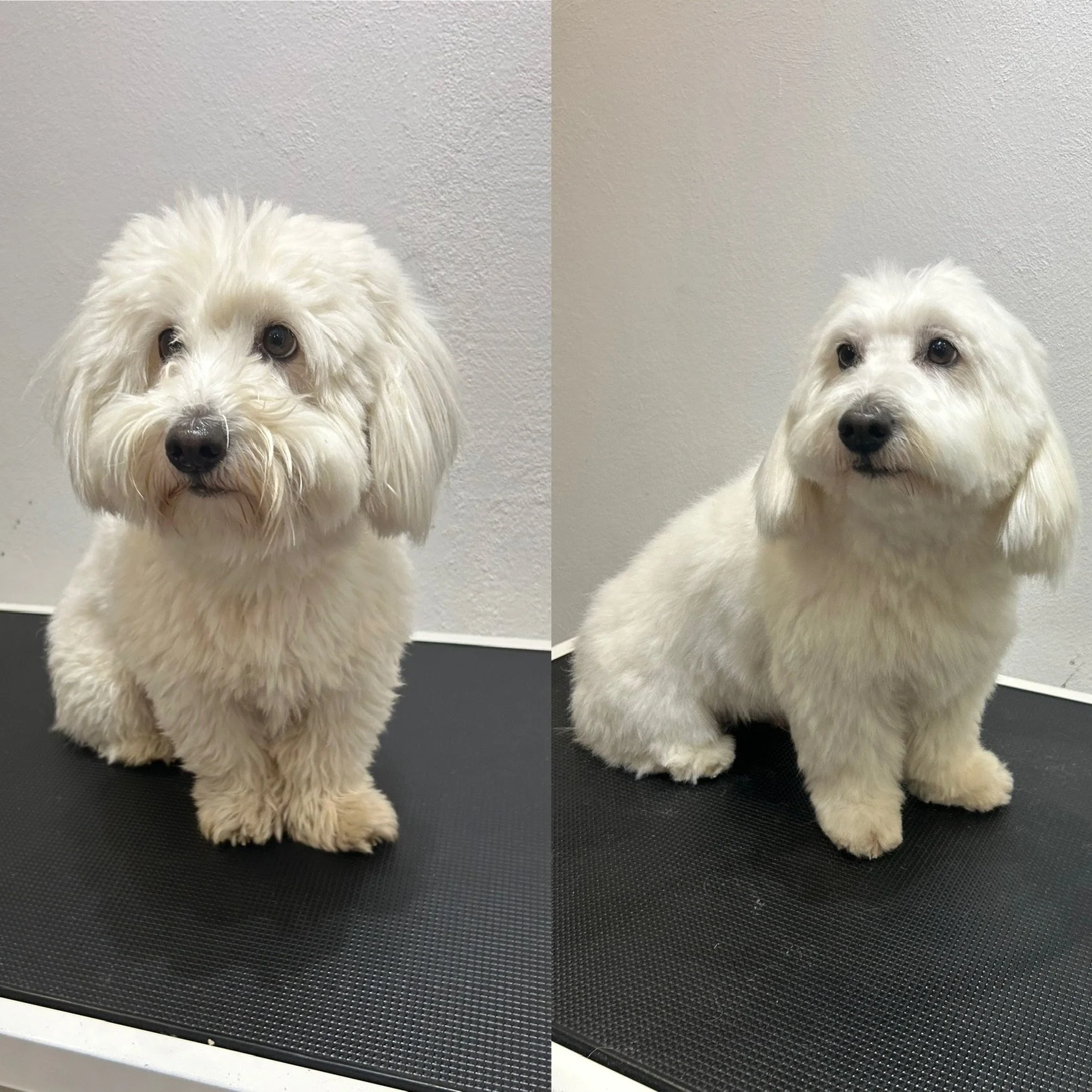 Alfred - Bomuldshund