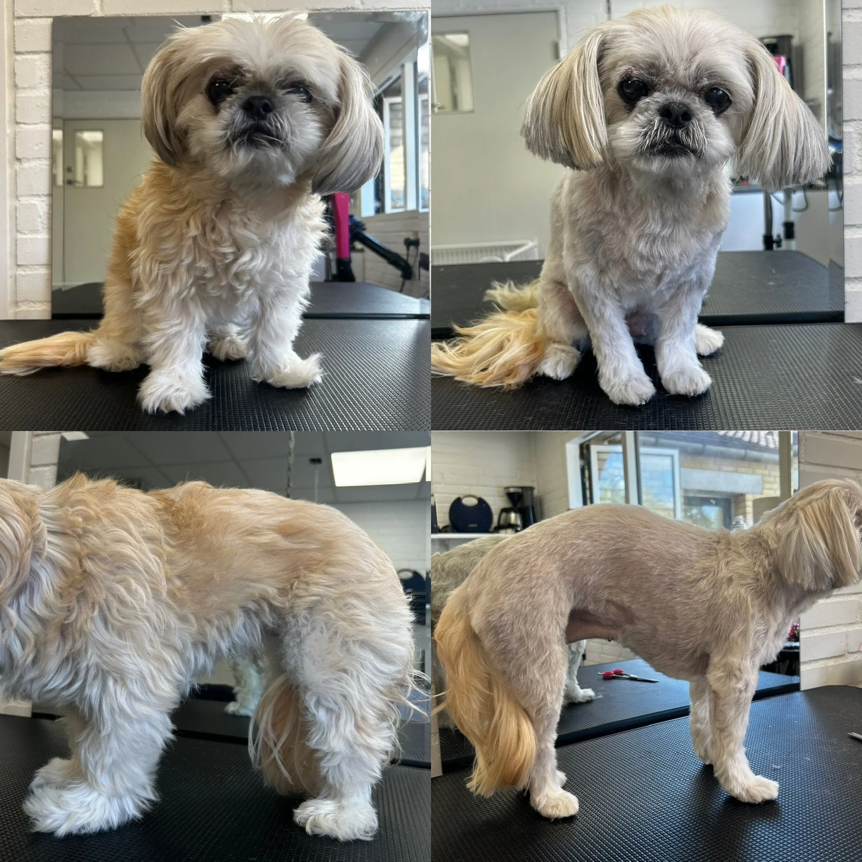 Molly - Kort Bamseklip (Bamse 2: 0.6cm)