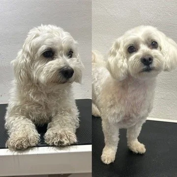 Mayo - Bichon/Malteser blanding (Kort bamse 3: 10mm)