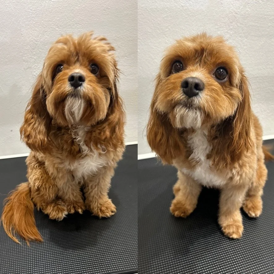 Konjak - Cavapoo Lang Bamseklip (Bamse 6)