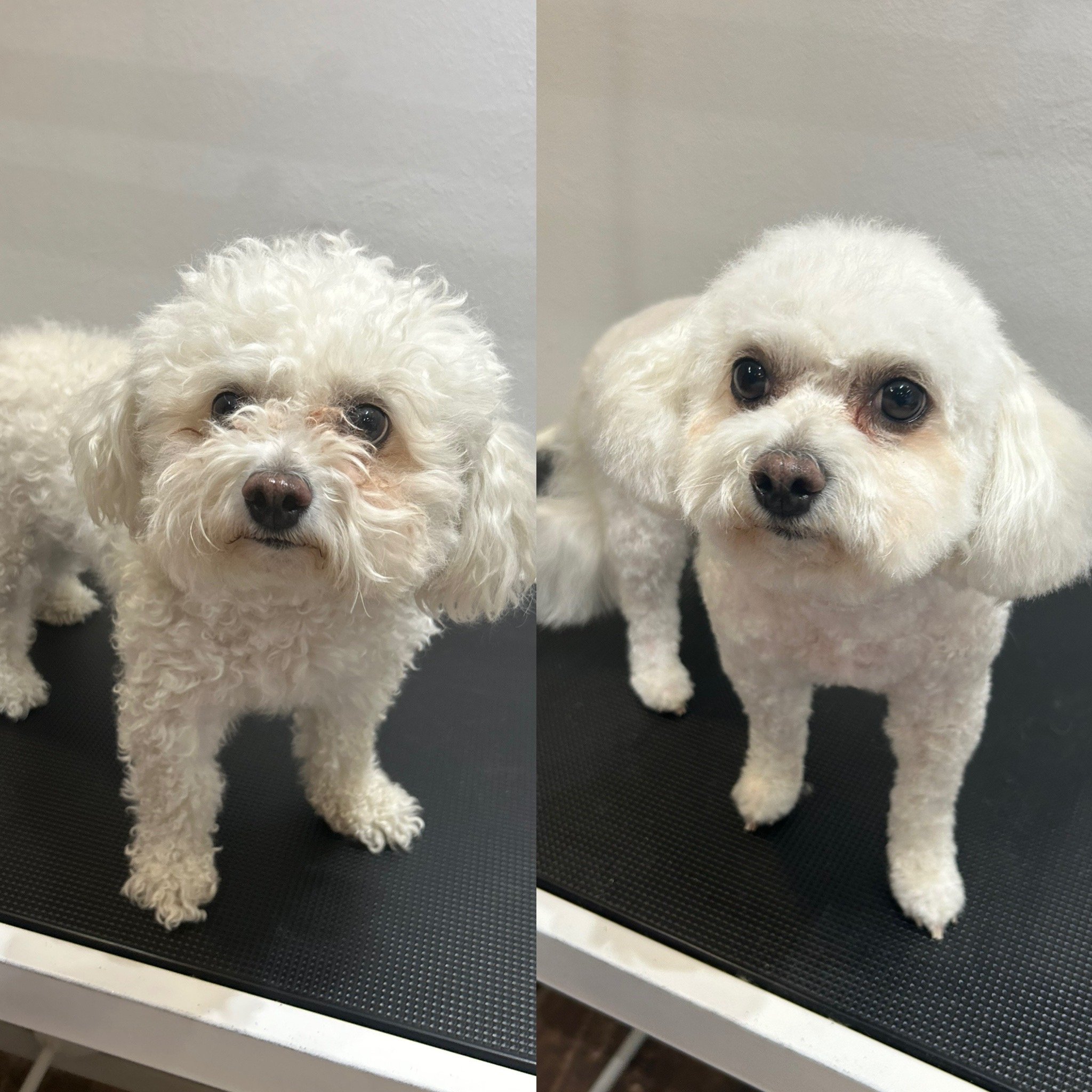 Alba (Coton de Tulear) - Kort Bamseklip (Bamse 2: 0.6cm)