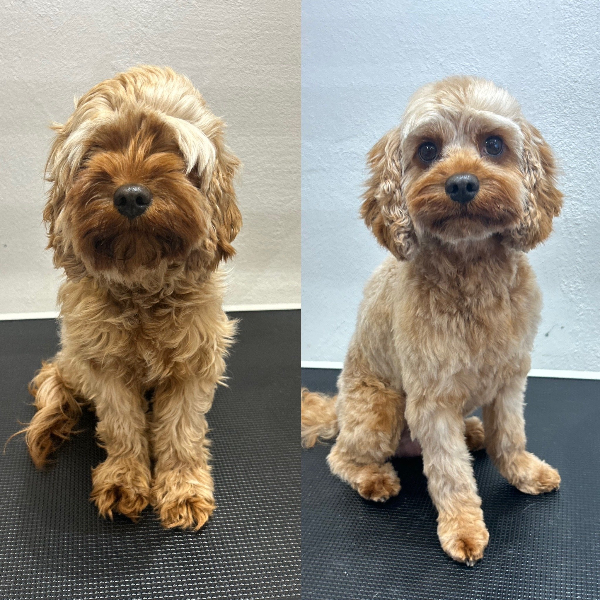 Molly (Cavapoo) - Kort Bamseklip (Bamse 4: 1.3cm)