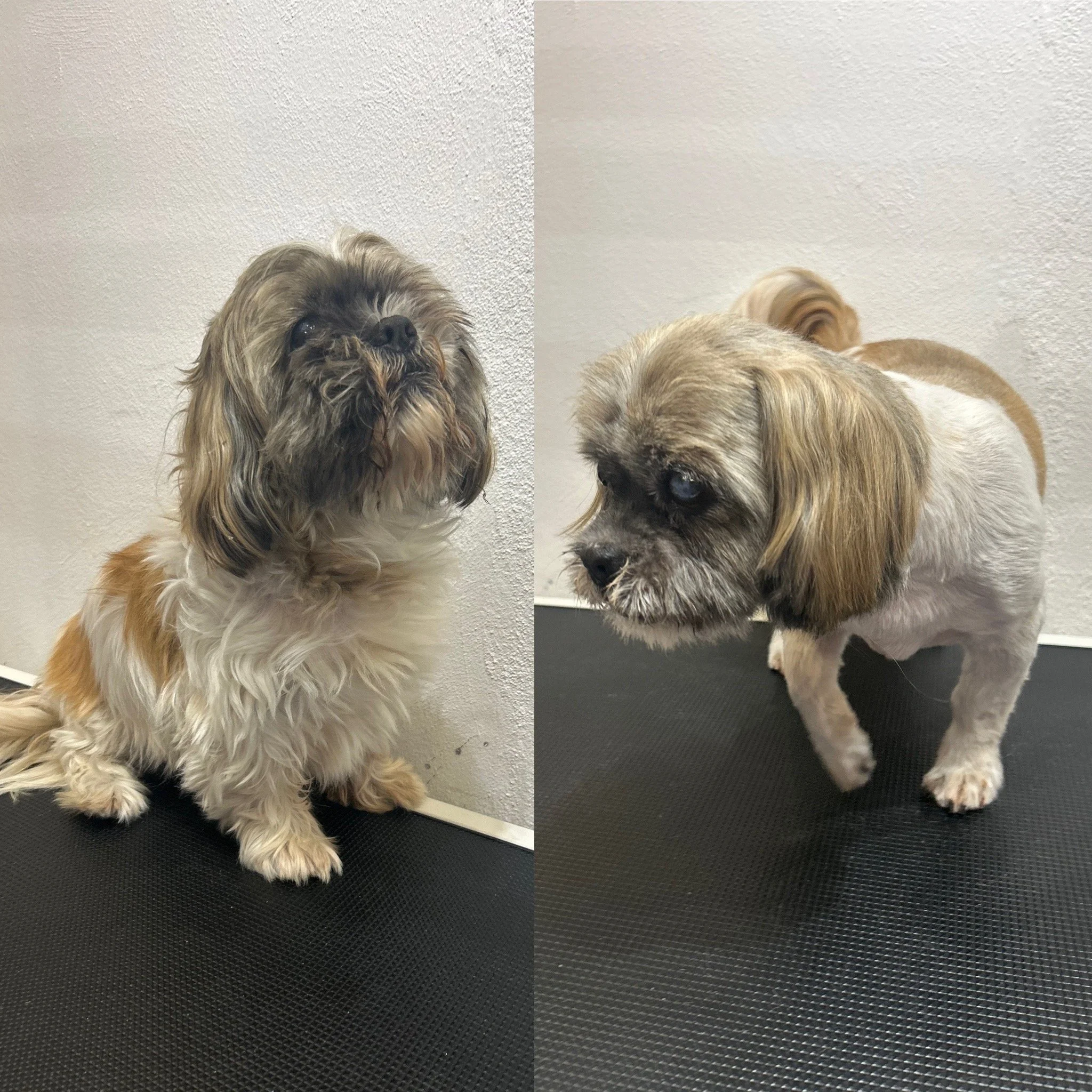 Hannibal (Shih tzu) - Helt kort