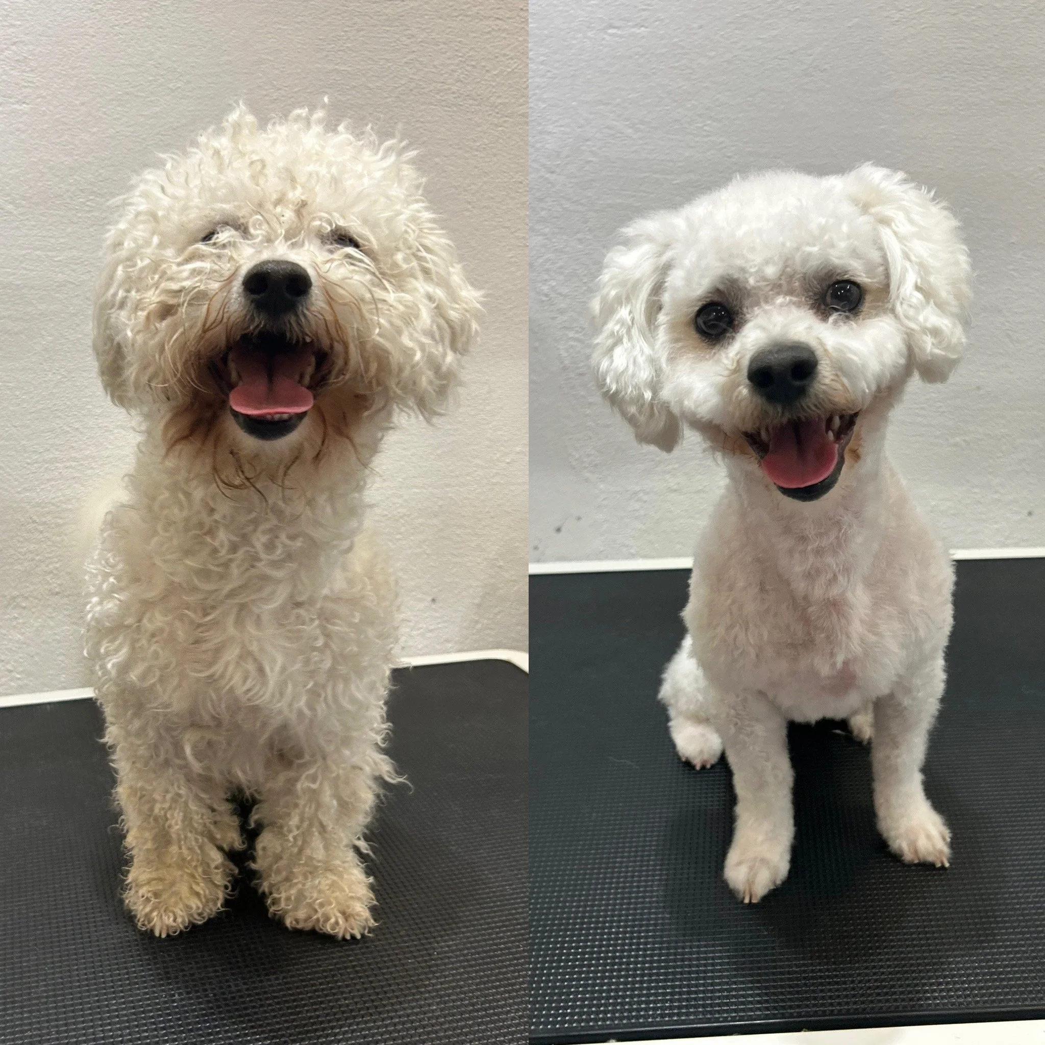 Lucky (Bichon frise) - Korteste bamseklip (Bamse 2: 0.6cm) med mellem kort hoved