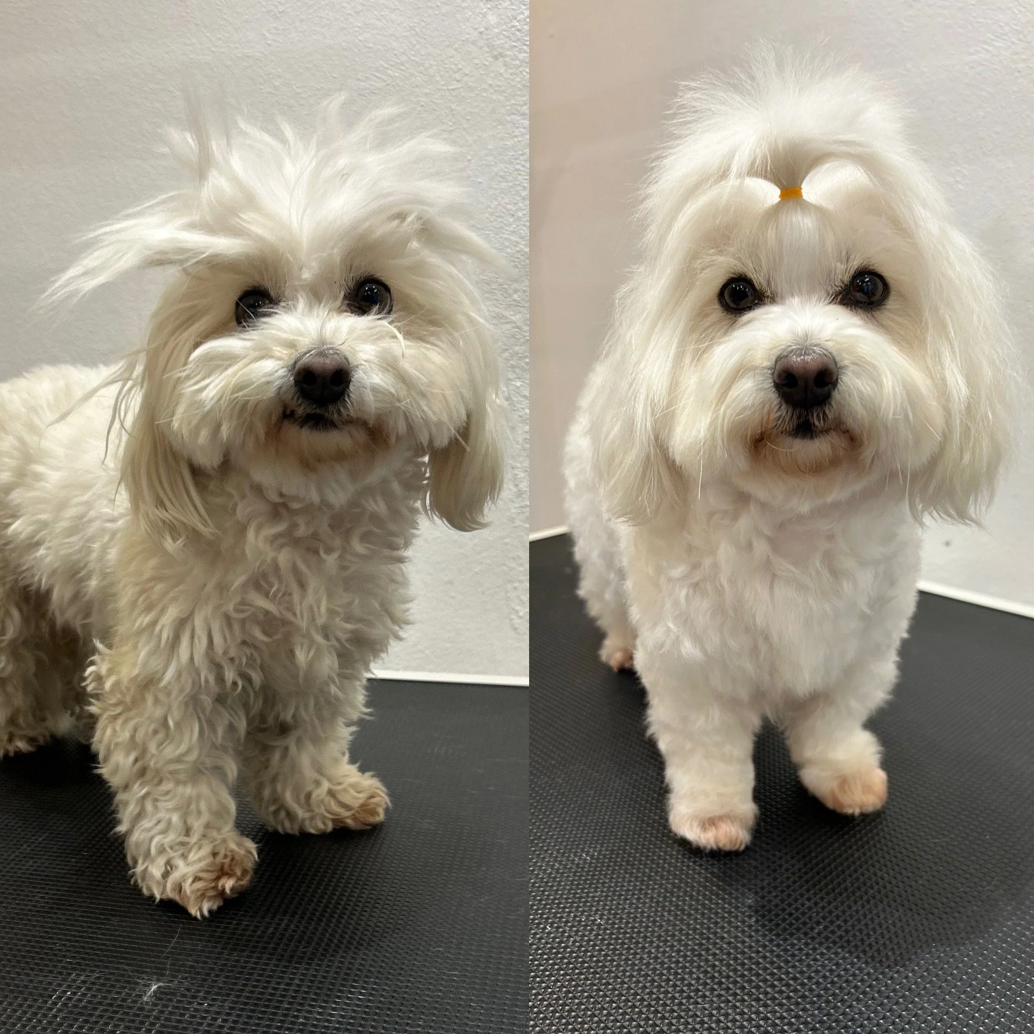 Casey - Bomuldshund (Coton de Tulear)