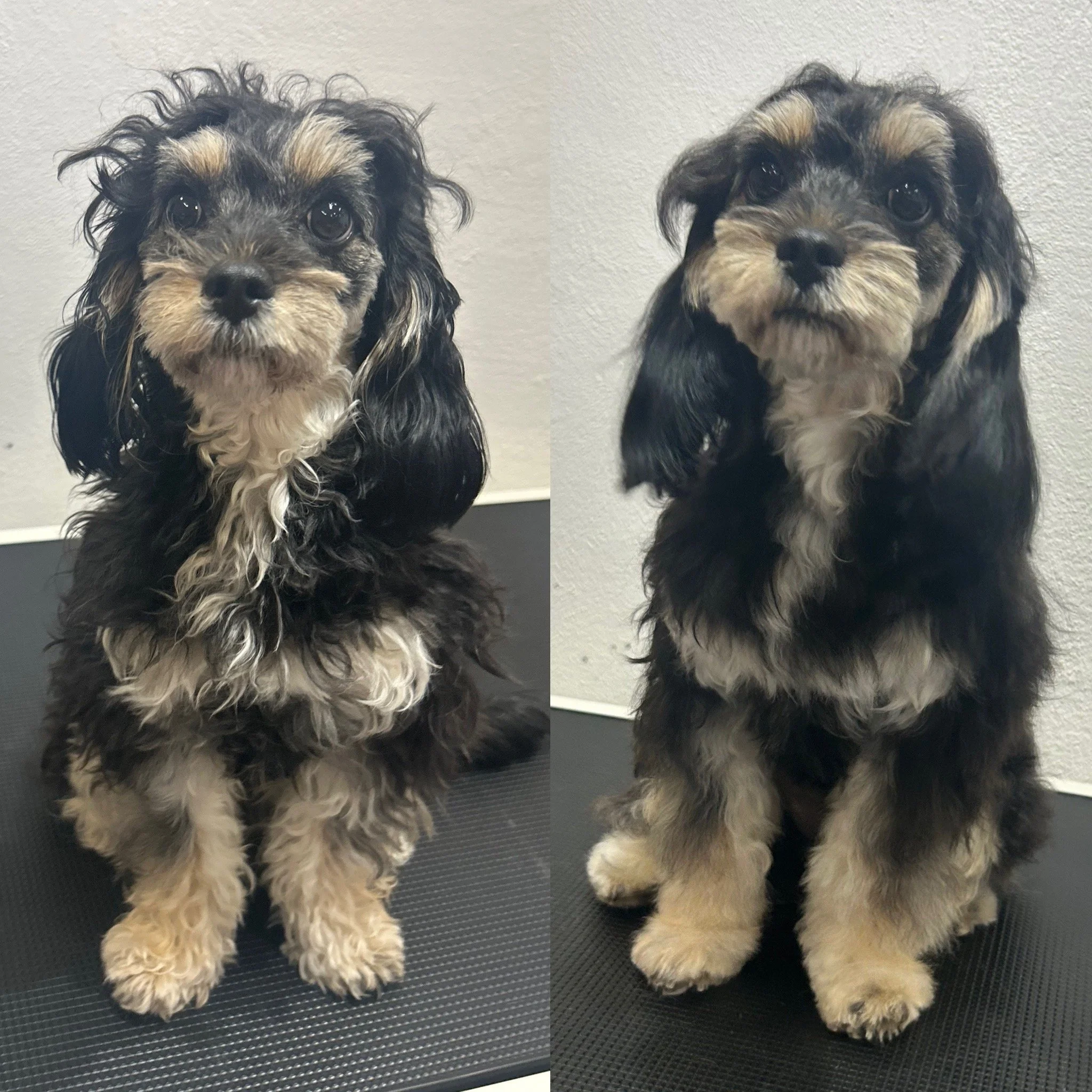 Smilla - Maltipoo