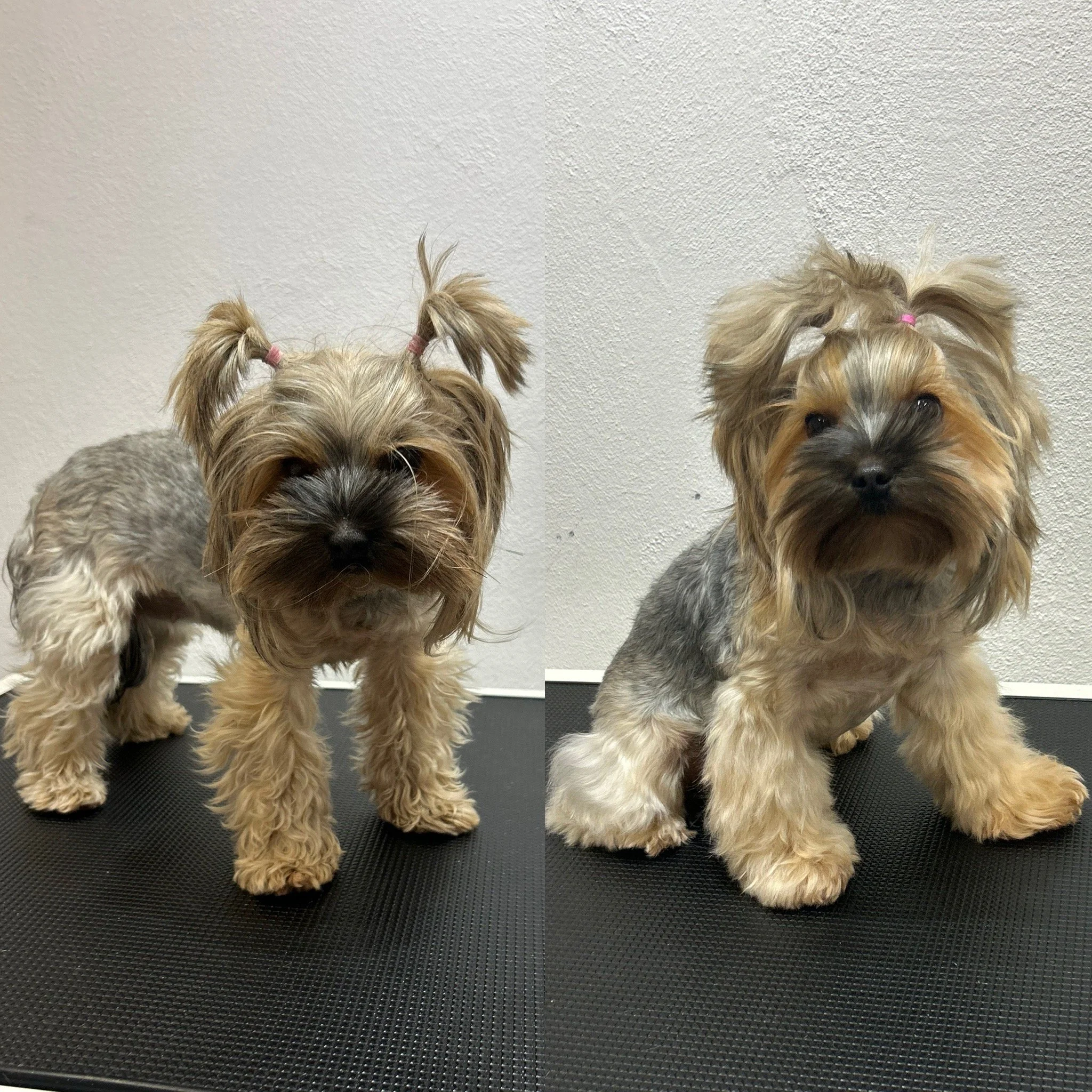 Lily - Yorkshire Terrier