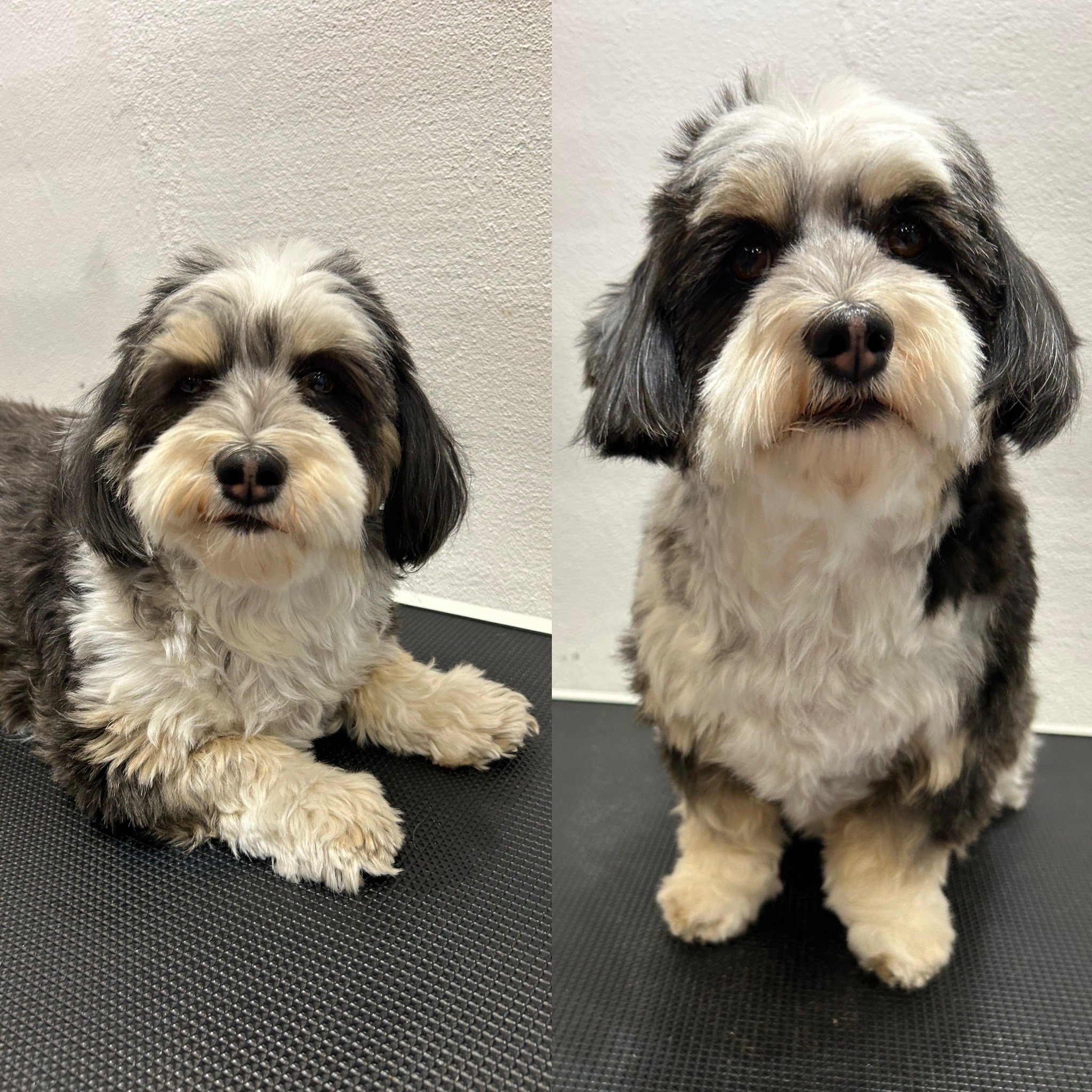 Lulu - Bichon Havanais