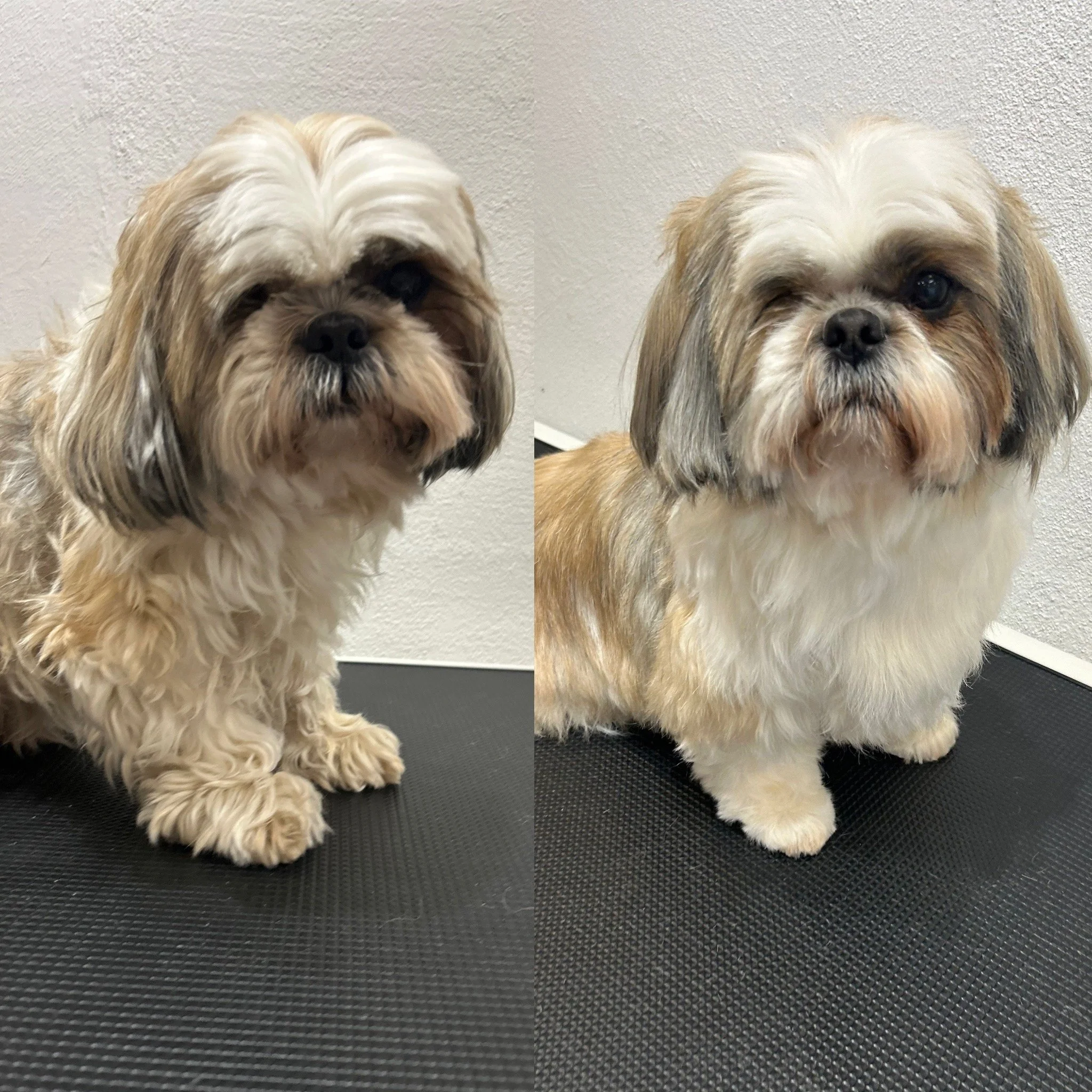 Coco - Shih Tzu