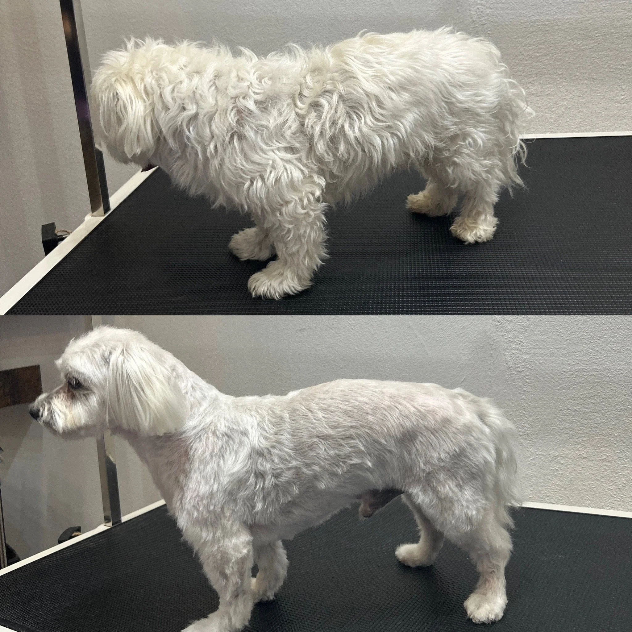Snoopy (Malteser) - Helt kort