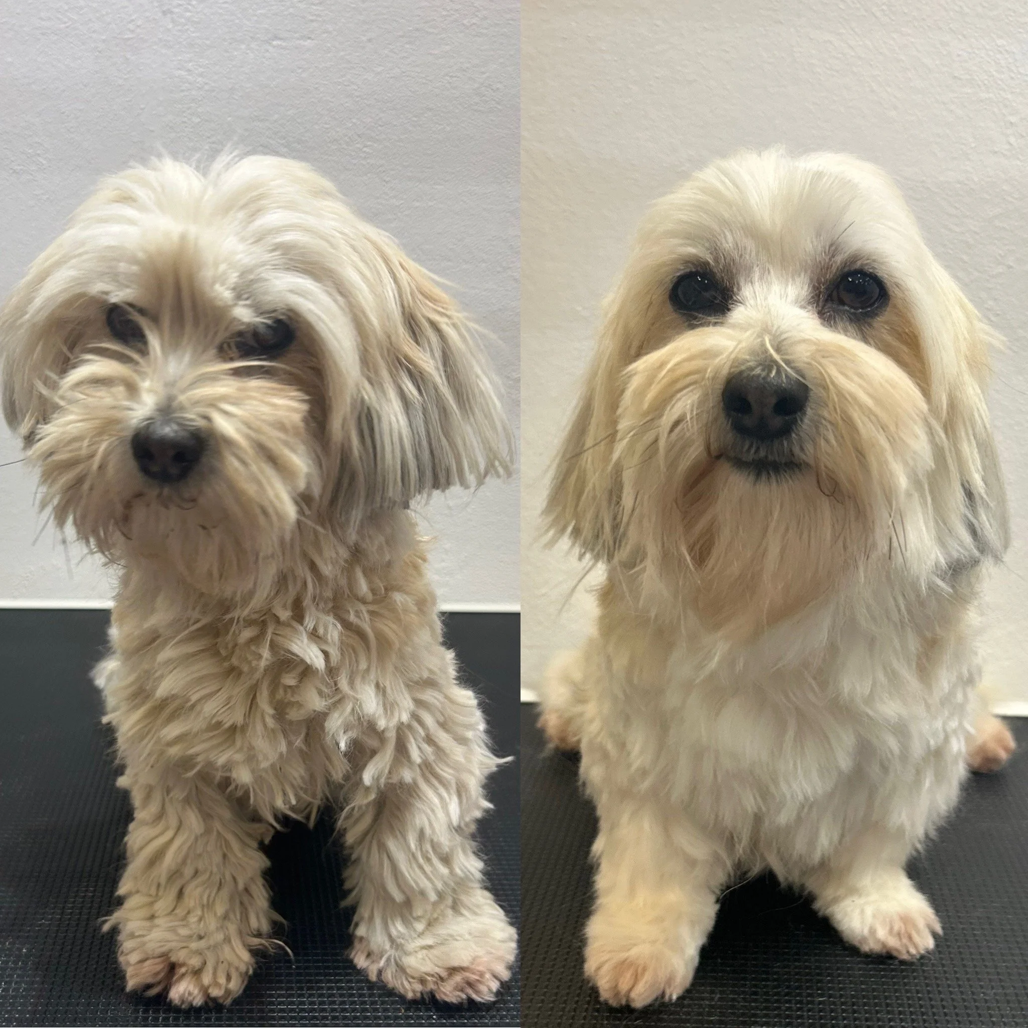 Tiffany - Bichon Havanais