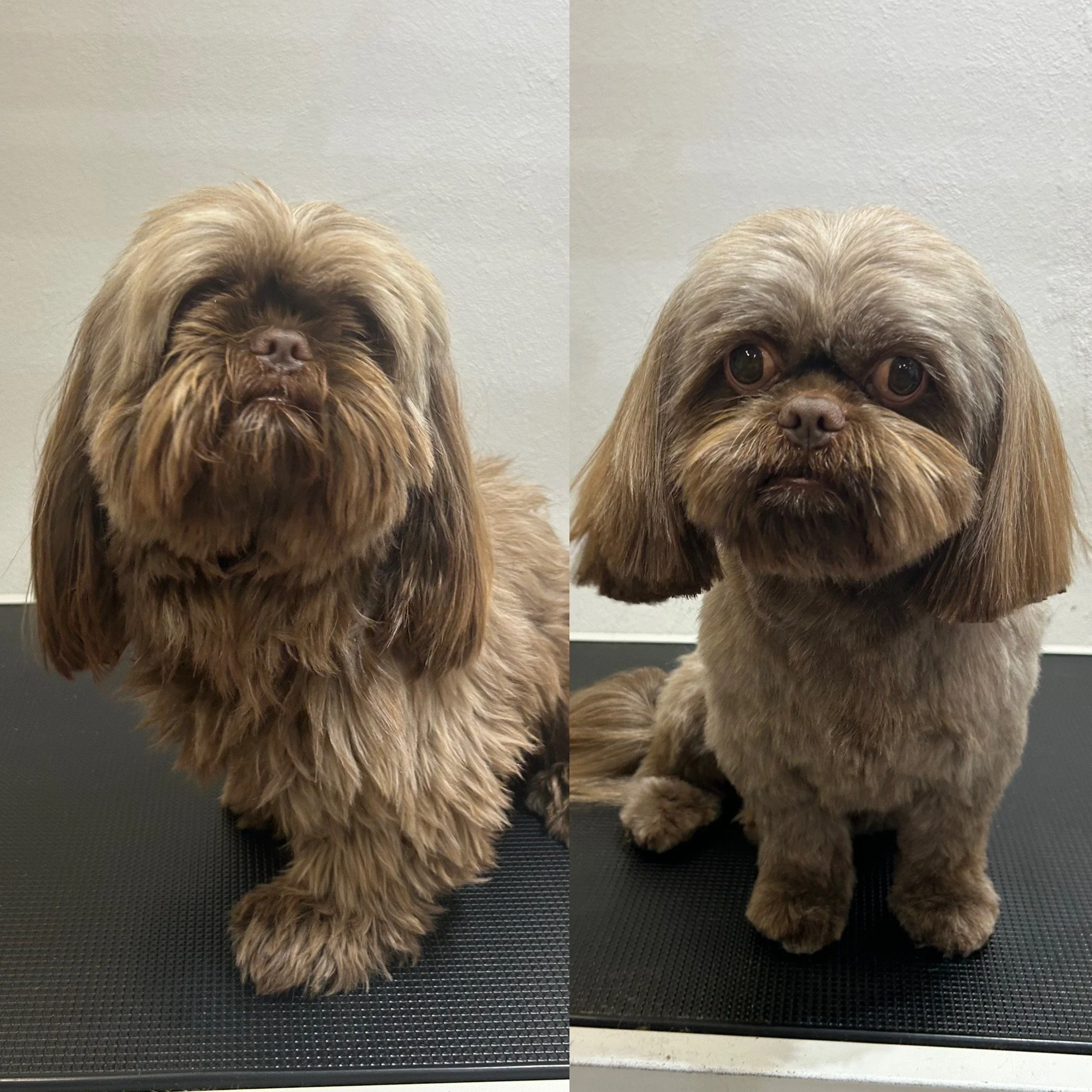 Boris (Shih-Tzu) - Kort Bamseklip (Bamse 4: 1.3cm)