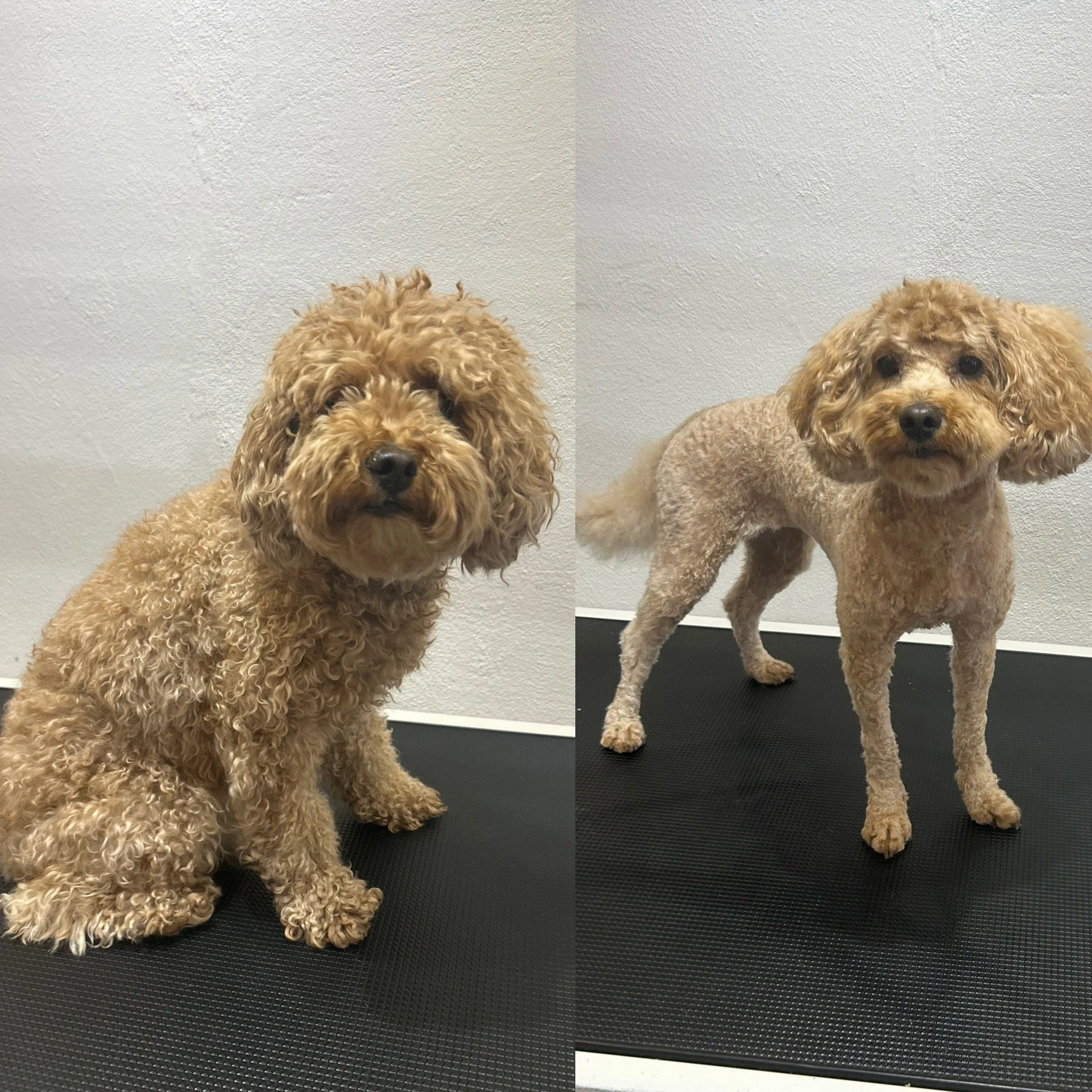 Chili (Cockapoo) - Helt kort 