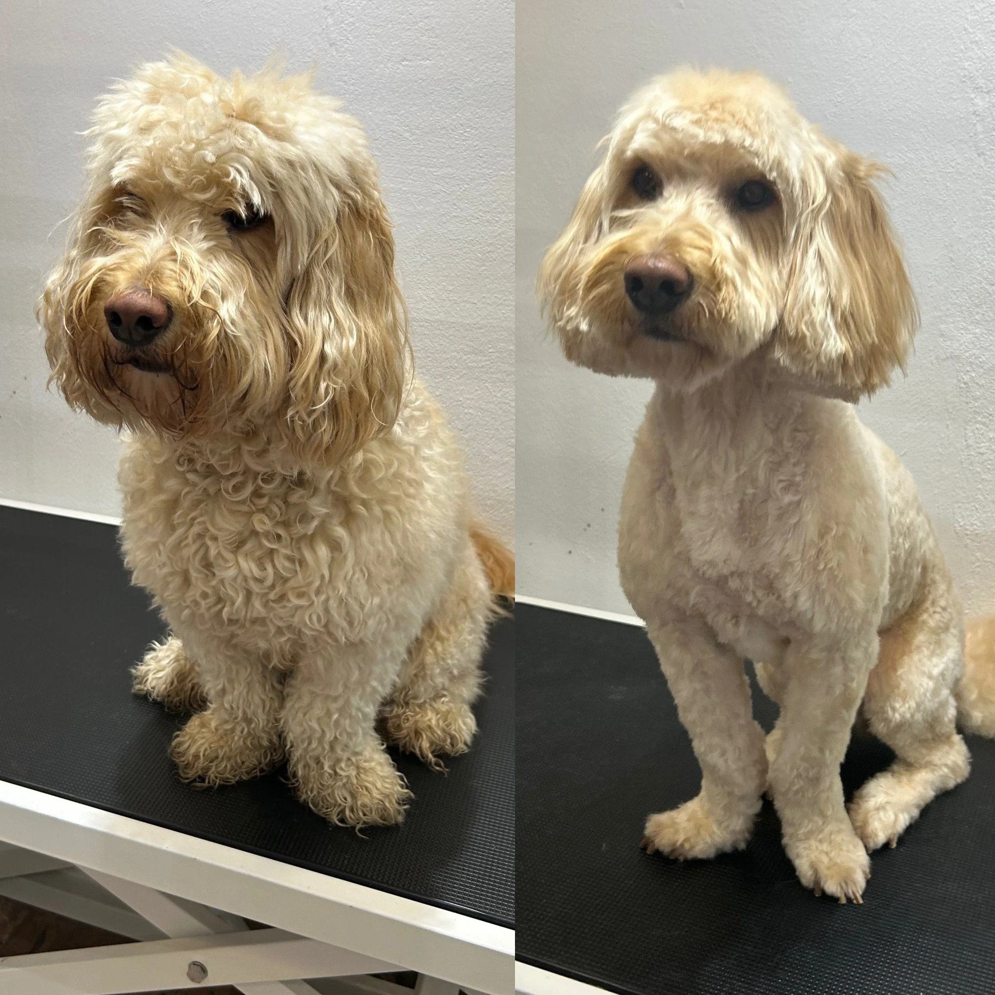 Dino (Labradoodle) - Kort Bamseklip (Bamse 3: 1cm)