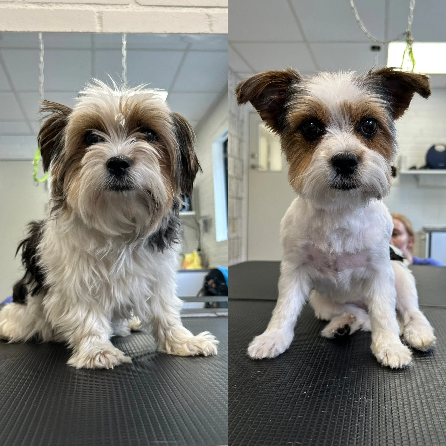 Millie (Biewer yorkie) - Kort bamseklip (Bamse 2: 0.6 cm)