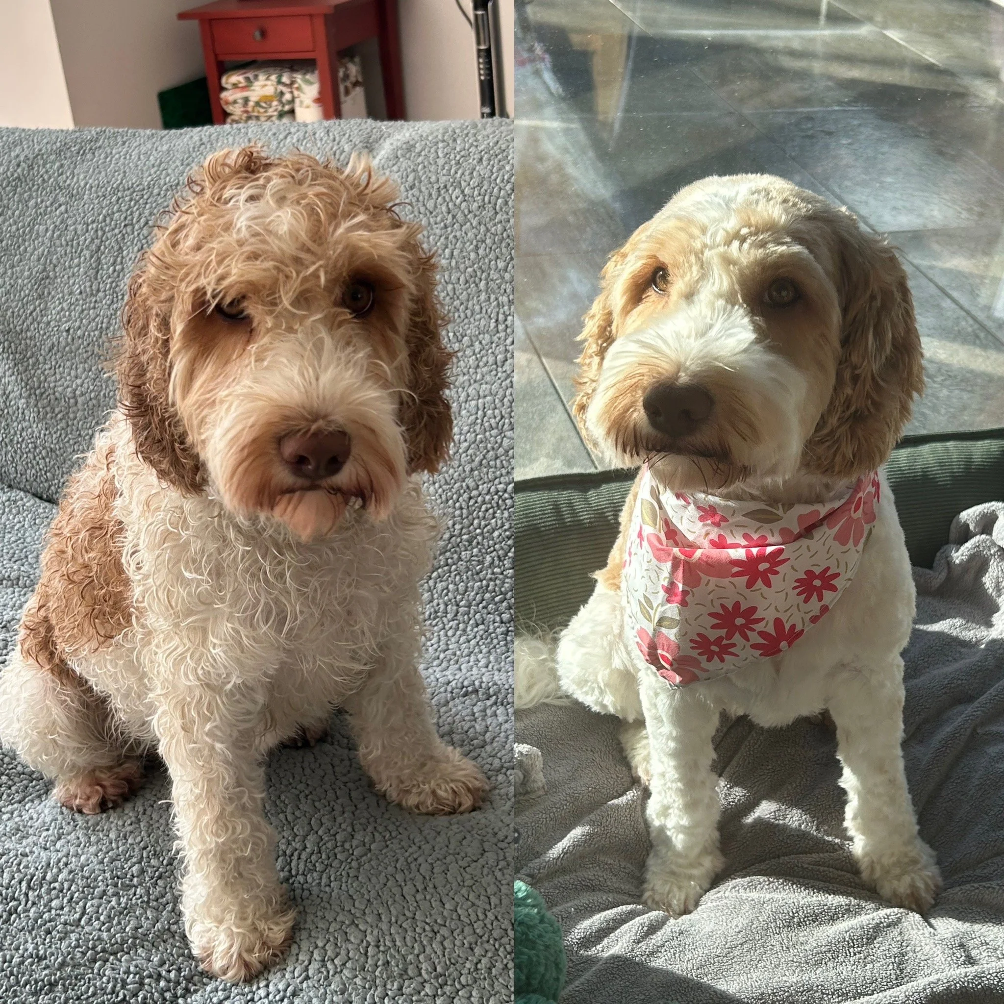 Senna - Cobberdog
Øvelse inden kursusopstart sammen med min mor, som har en del erfaring.
Senna er gravid, og hendes ejer ønsker hende klippet kort inden fødslen.