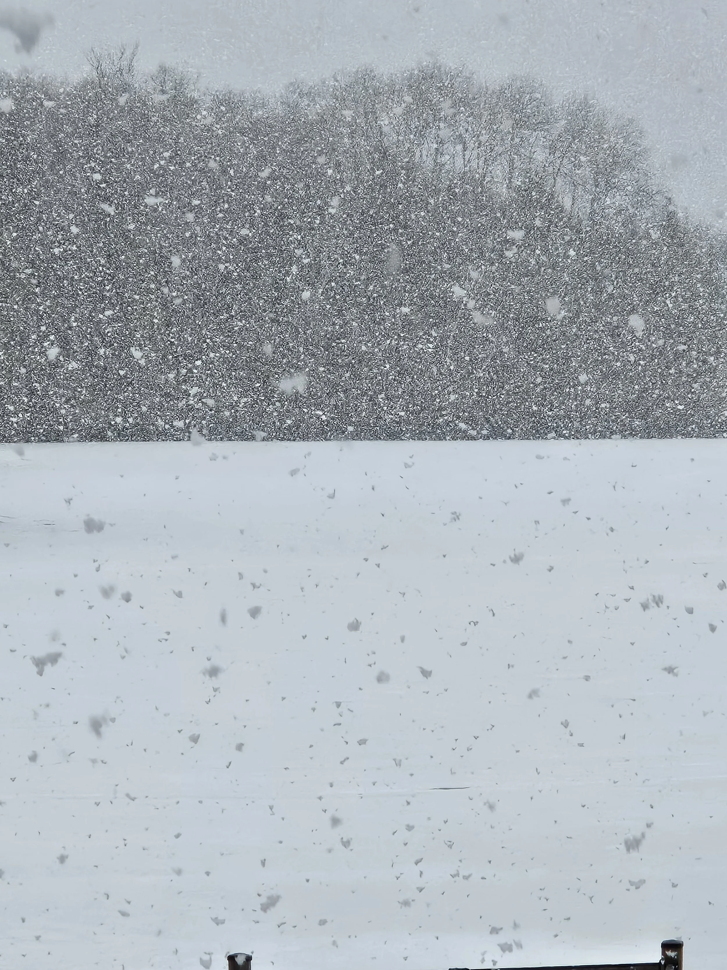 Snowstorm with snow falling heavily on a winter landscape, visibility reduced, trees partially visible in the background.