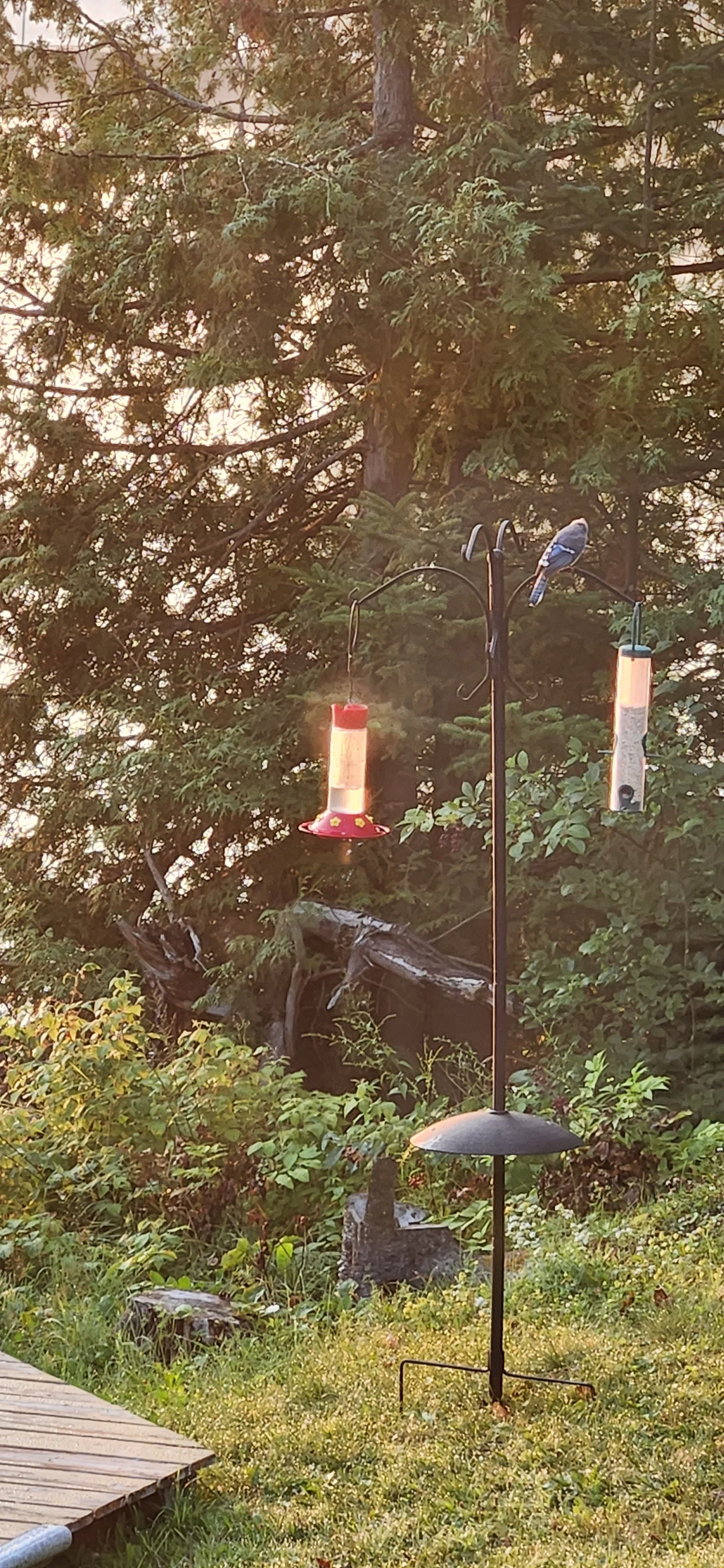A bird perched on a hanging bird feeder in a garden with trees and bushes.