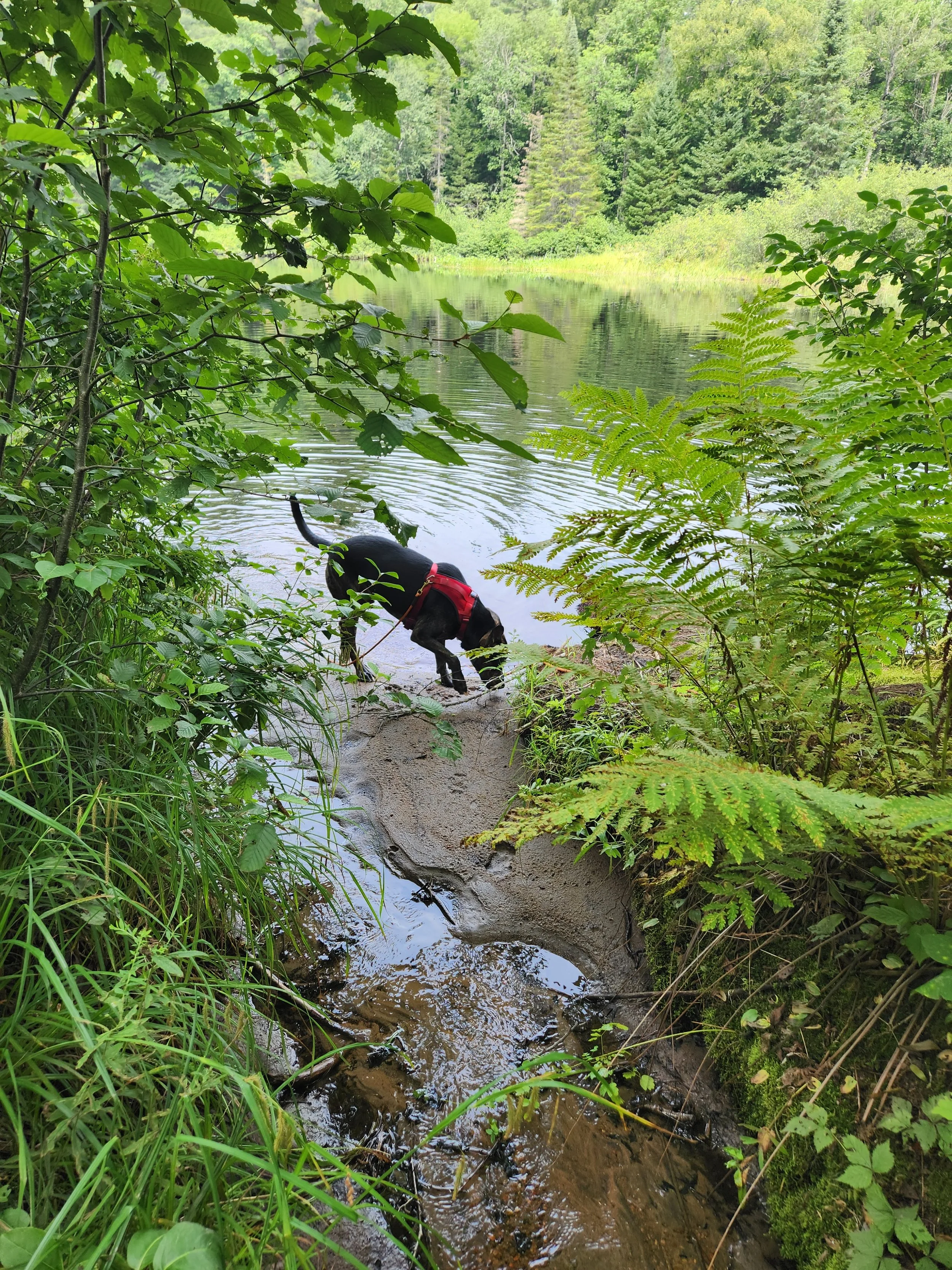 A black dog with a red harness sniffing the ground at the edge of a lake surrounded by lush green trees and bushes.