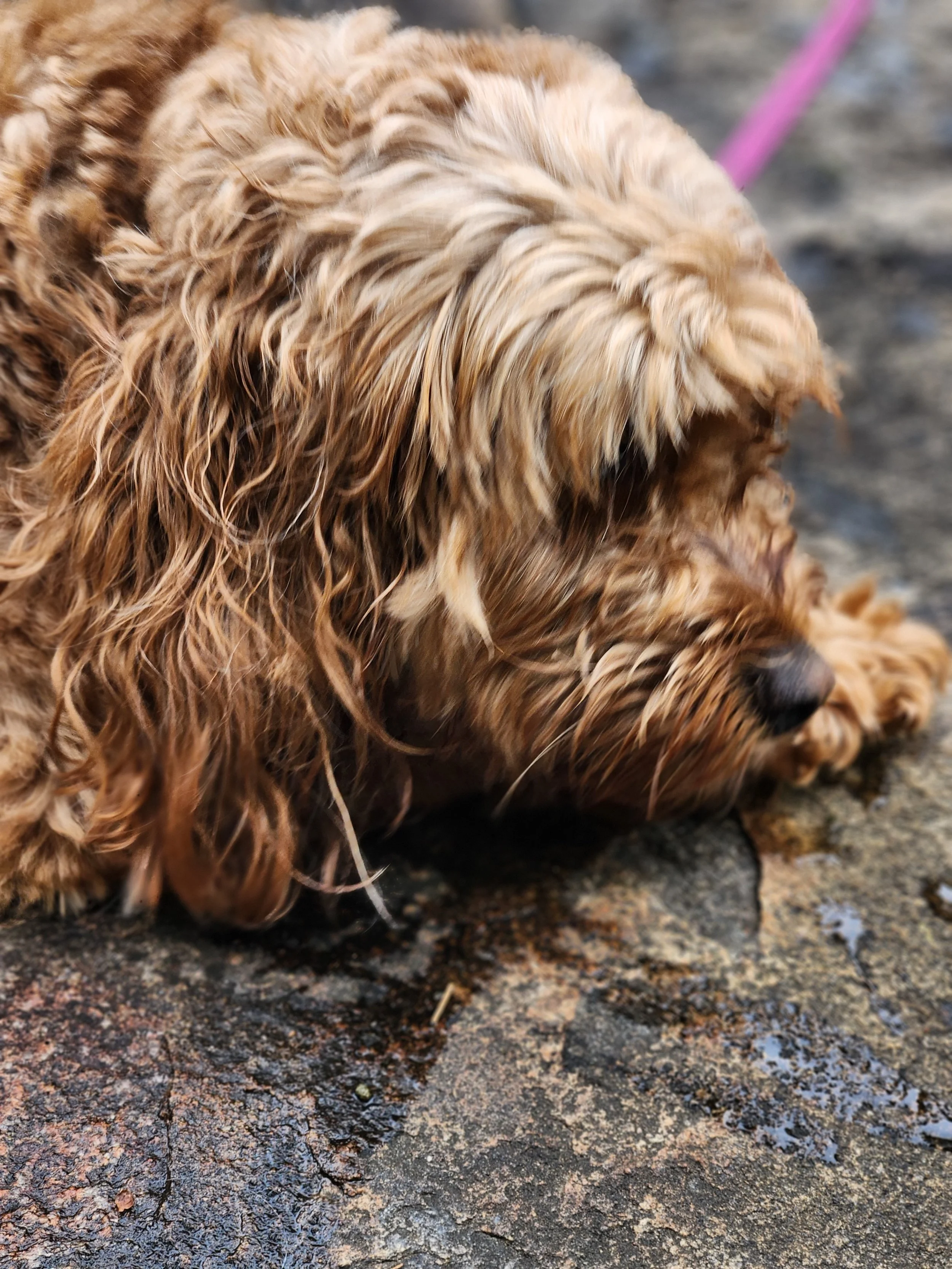 Close-up of a wet, curly-haired golden retriever puppy lying on a stone pavement.