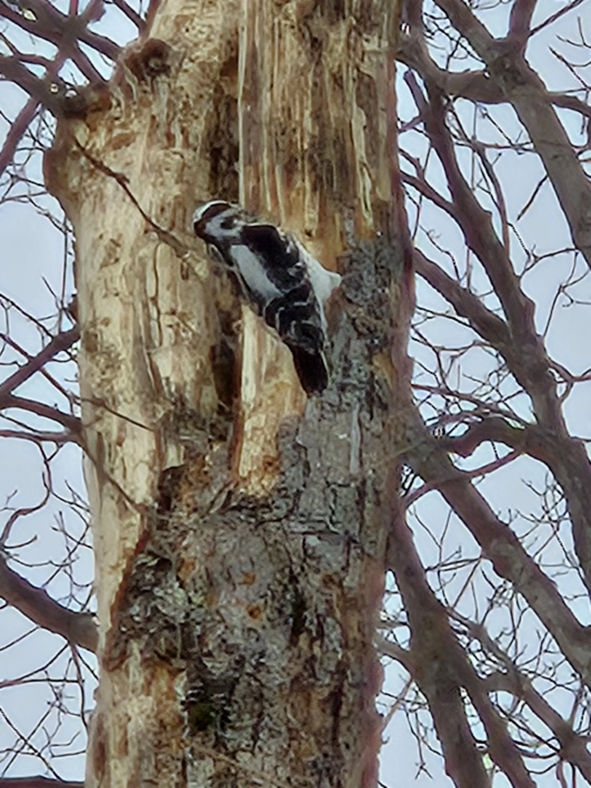 A woodpecker bird on the trunk of a tree with a snow-covered background.