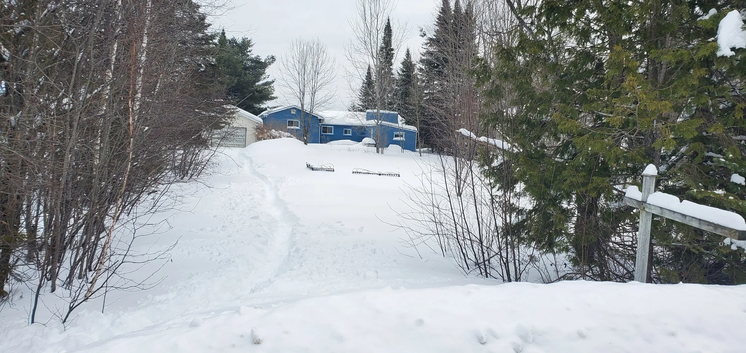 Snow-covered yard with a snow path leading toward a blue house, surrounded by trees and bushes, with a wooden fence partially visible on the right.