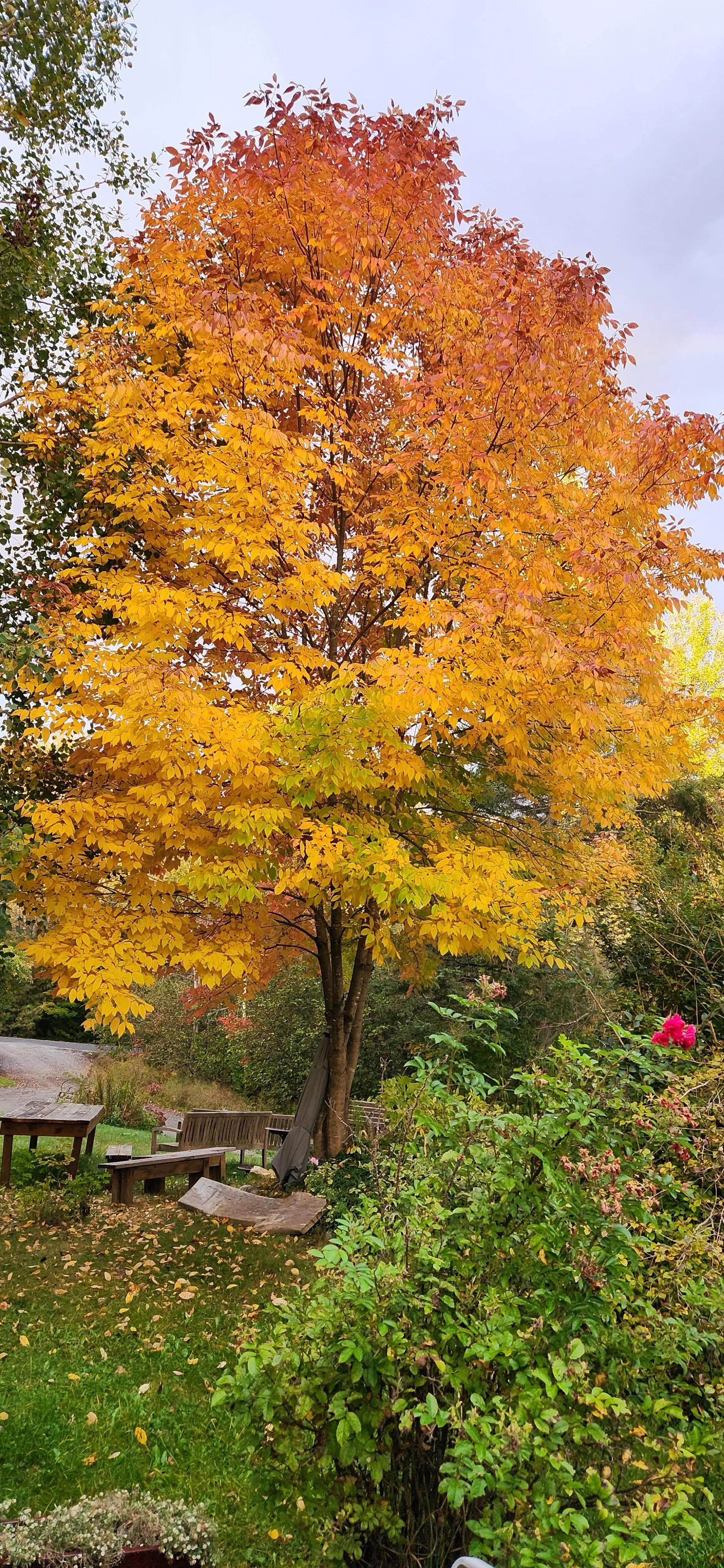 A colorful autumn scene with a large tree full of yellow, orange, and red leaves, surrounded by greenery and garden furniture.