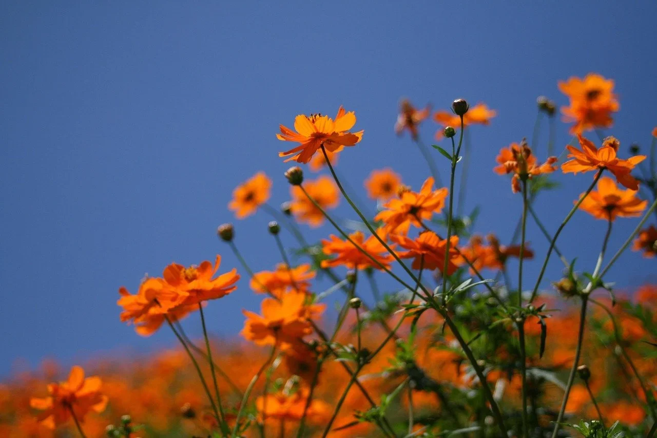 Close-up of orange flowers against a blue sky