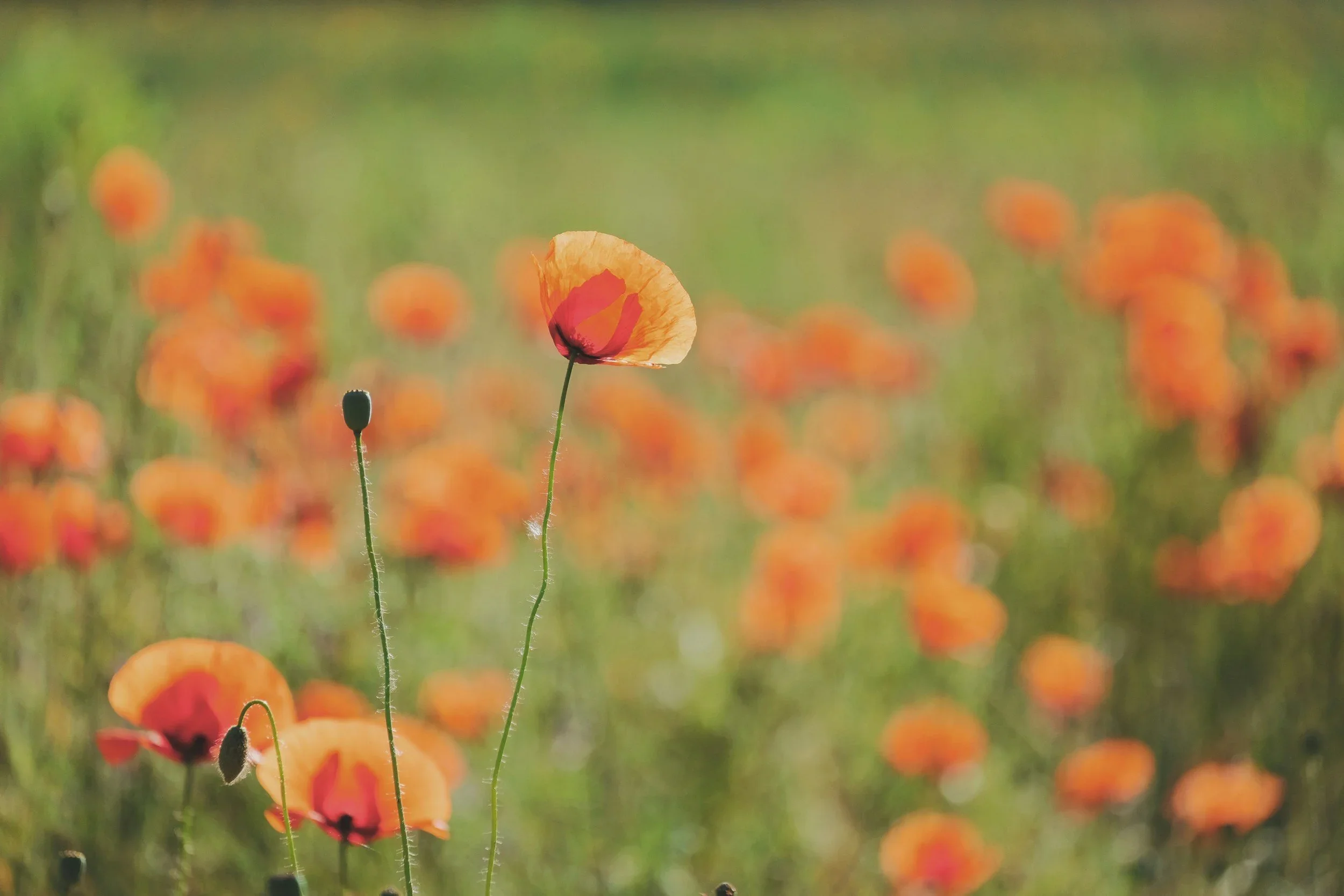 Close-up of orange poppy flowers in a field with a few wilting flowers in the foreground and blurred background of more poppies.