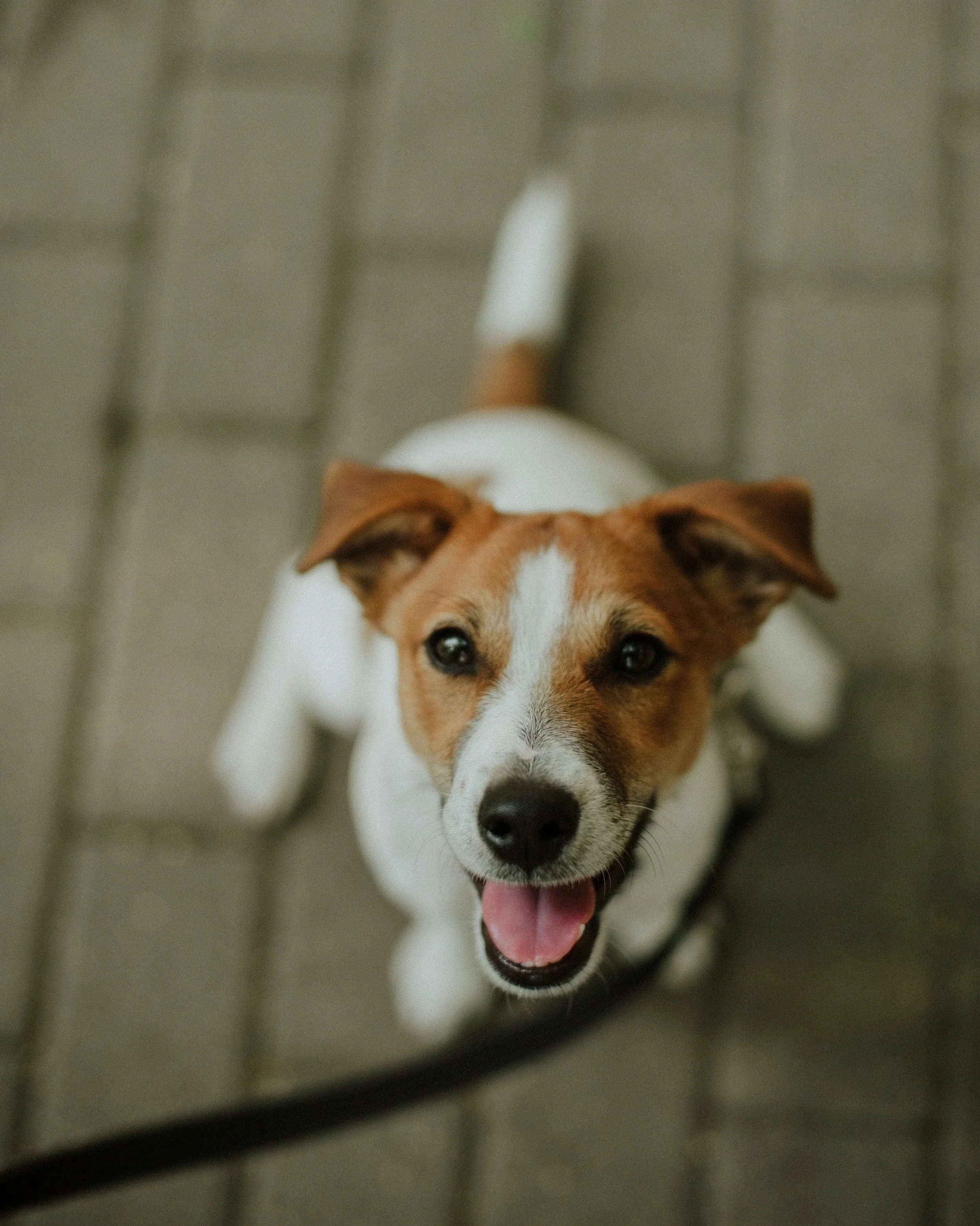 Poster d'un beau Jack Russel