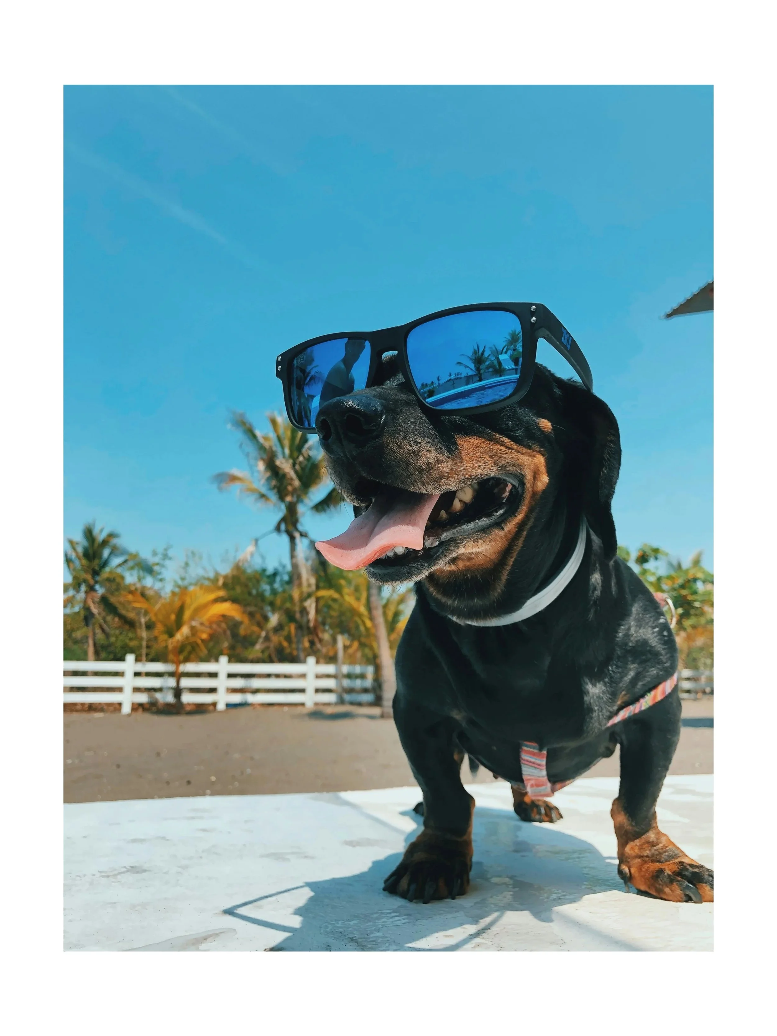 Poster d'un chien très heureux