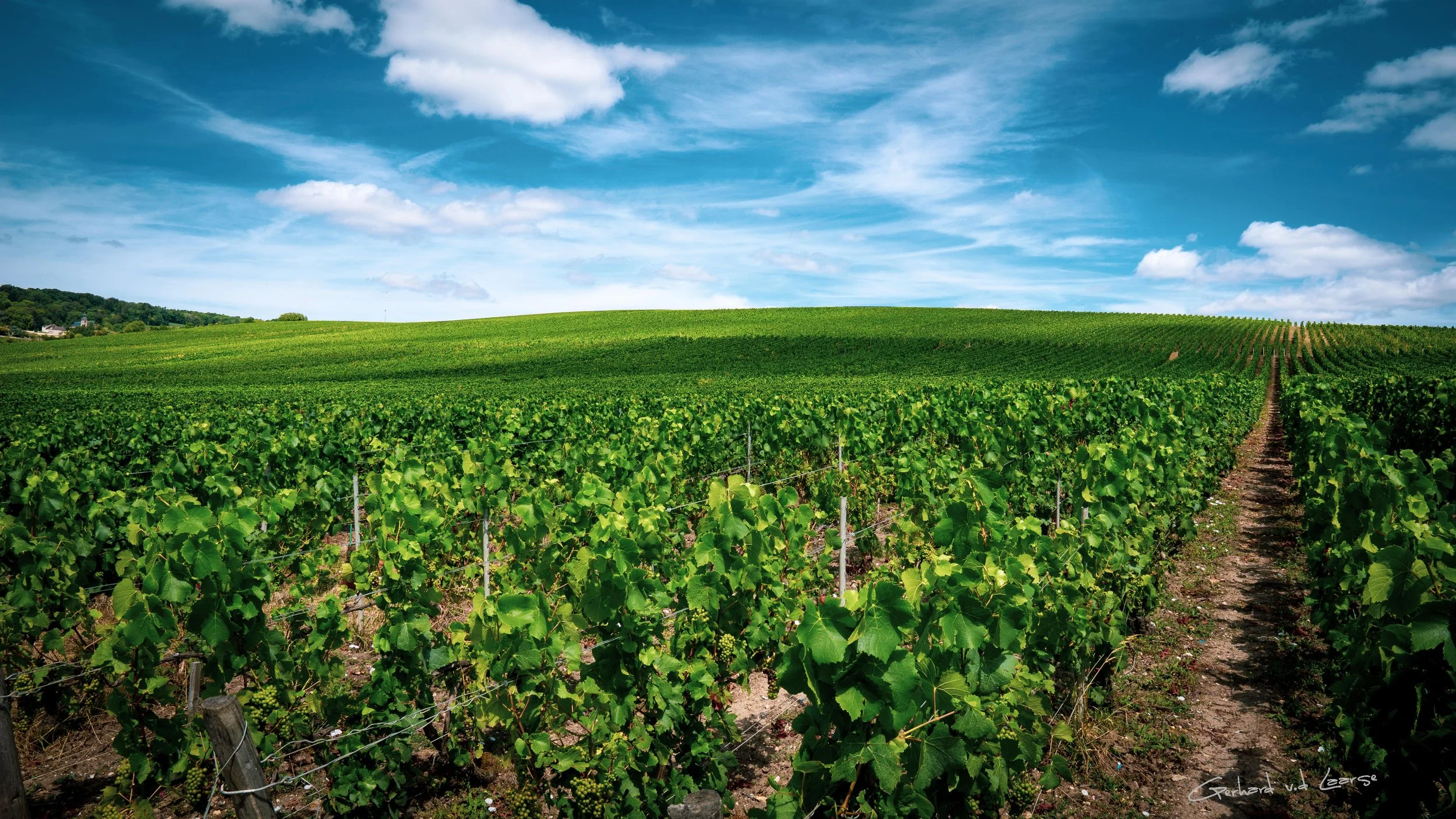 A lush green vineyard under a bright blue sky with scattered clouds, rows of grapevines stretching into the distance.