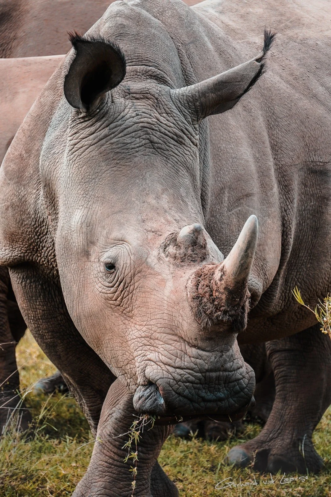 Close-up of a rhinoceros grazing on grass, with one eye visible and its horn prominent.