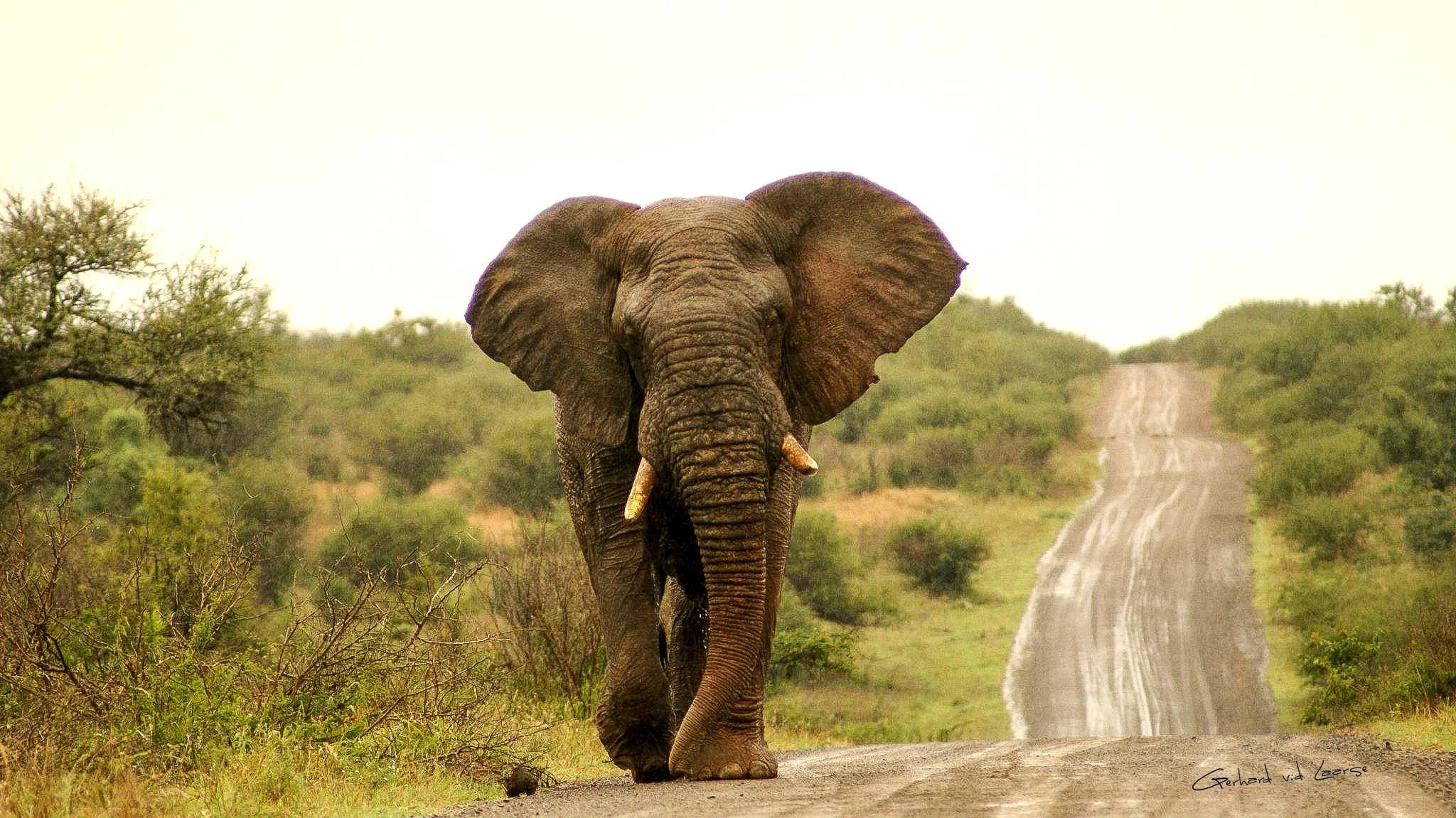 A large elephant walking on a dirt road in a grassy, bushy landscape.