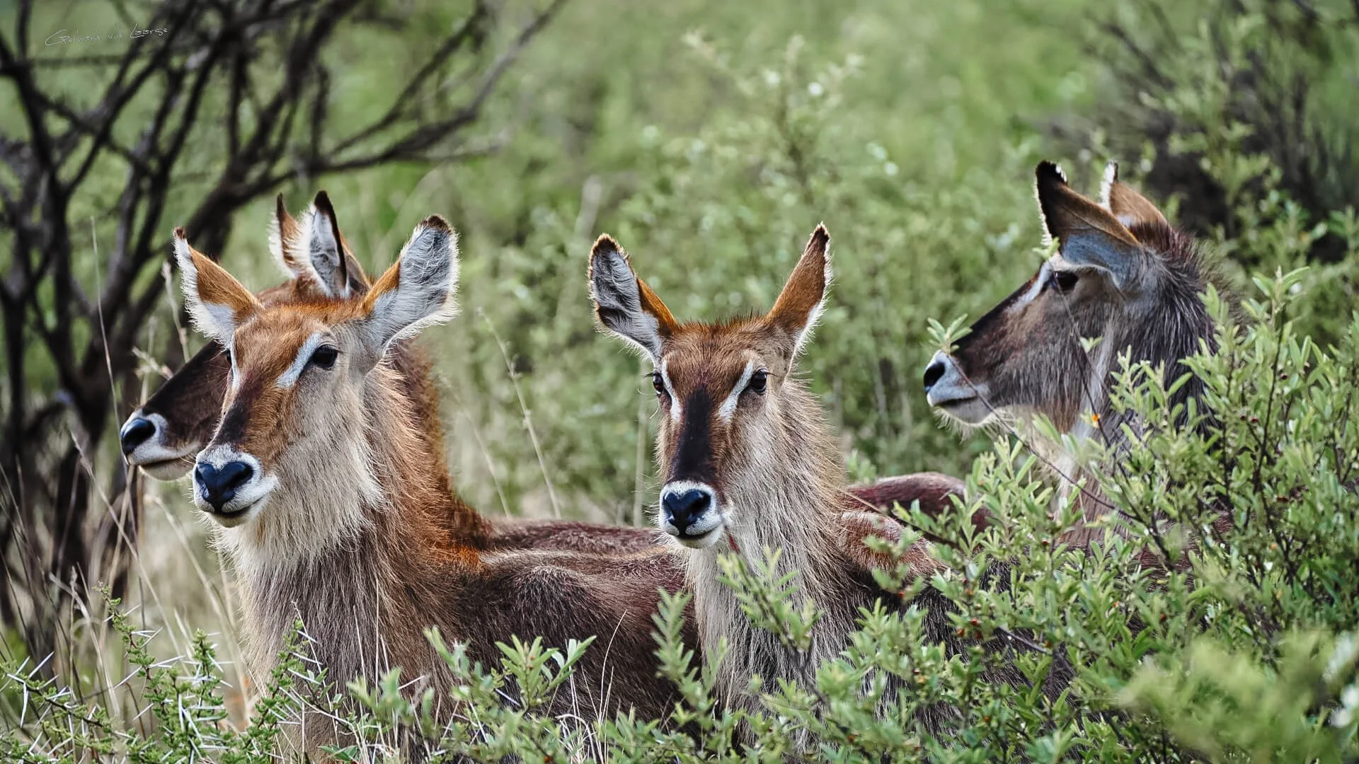 Three deer standing amid green bushes and trees in a natural setting.
