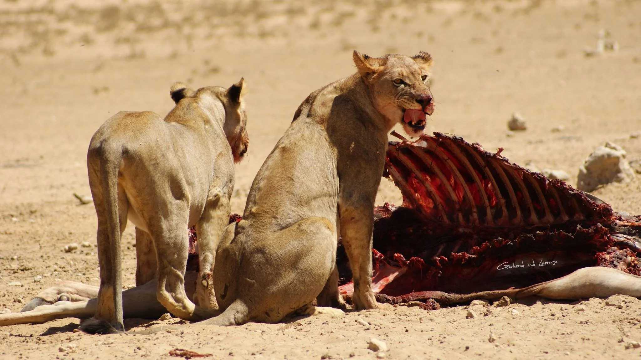 Two adult lions, one sitting and one standing, near a carcass of a large animal on a sandy landscape.