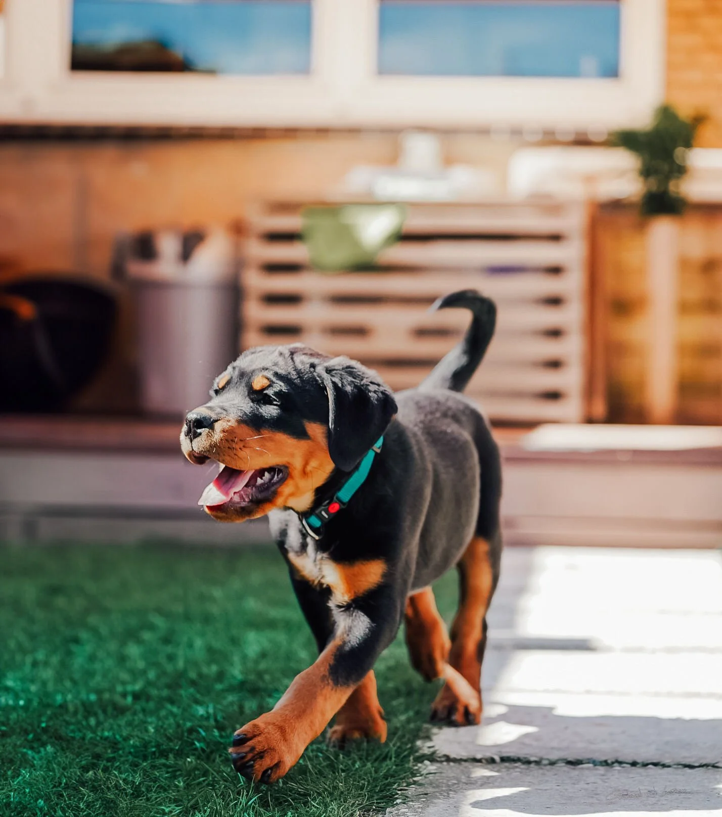 A playful black and tan puppy running on green grass in a backyard with a wooden fence and house in the background.