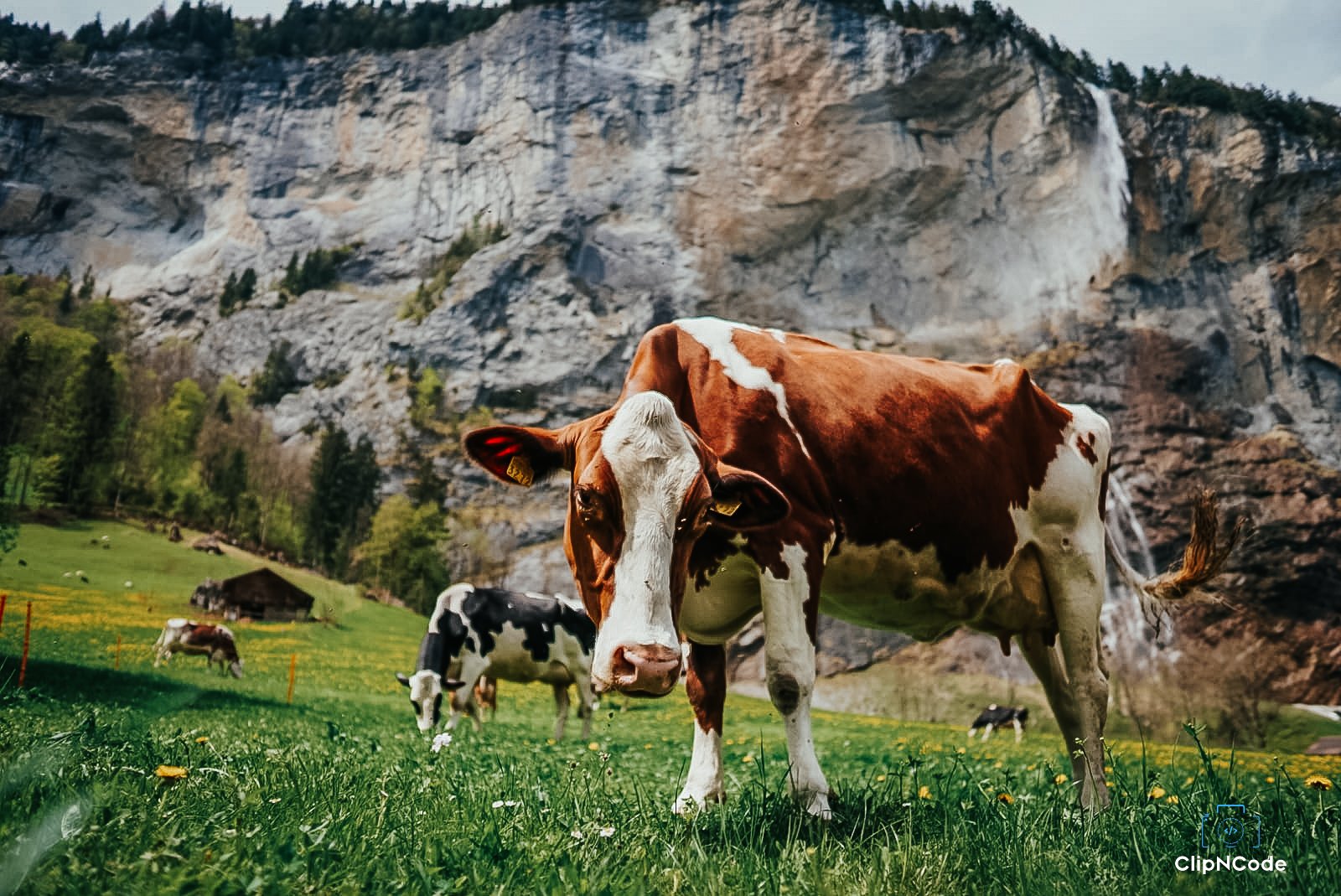 A brown and white cow standing in a green field with other cows grazing, a small wooden house, trees, and a mountain with a waterfall in the background.