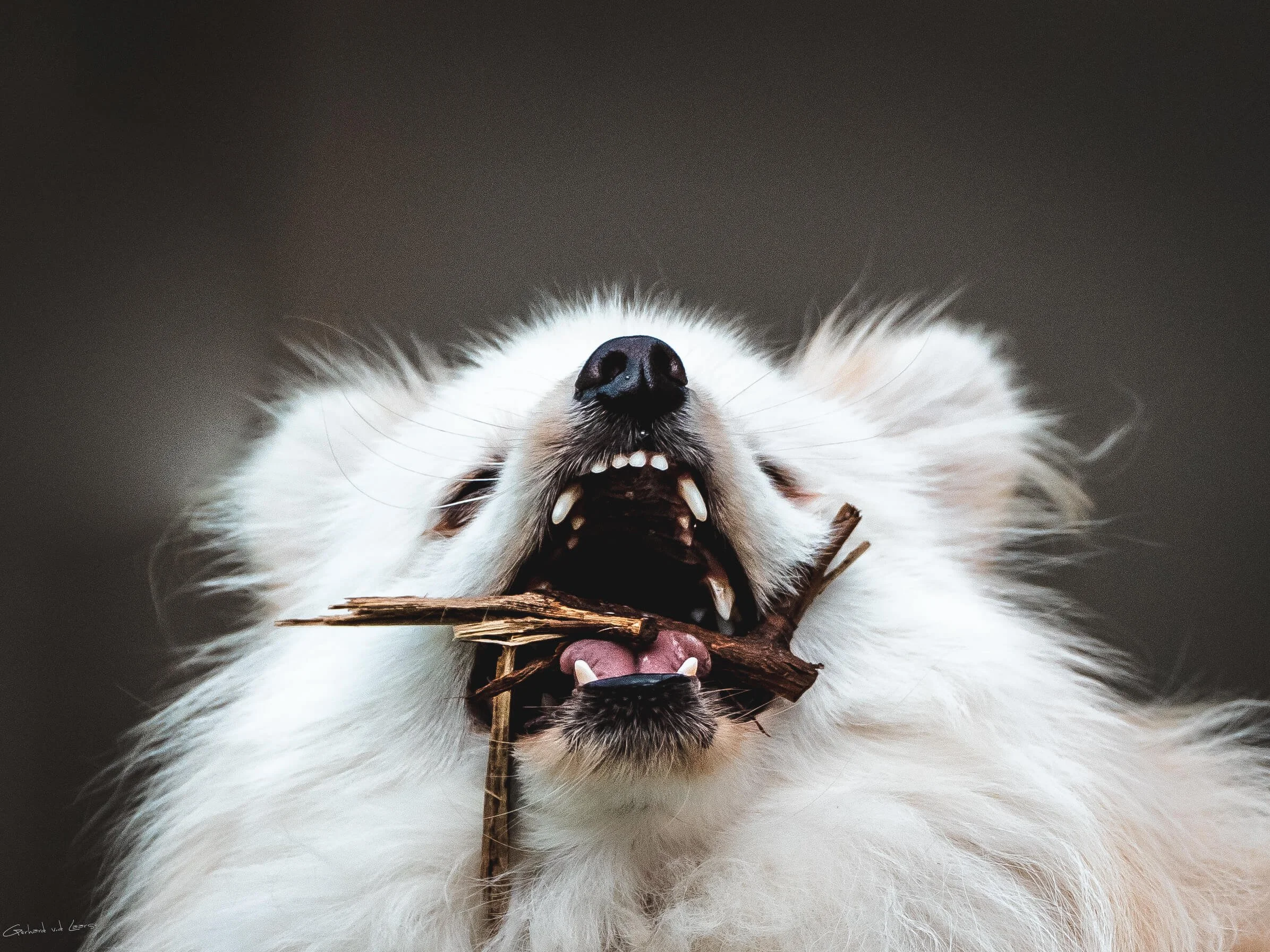 Close-up of a white dog with its mouth open, showing teeth, holding a stick in its mouth against a dark background.