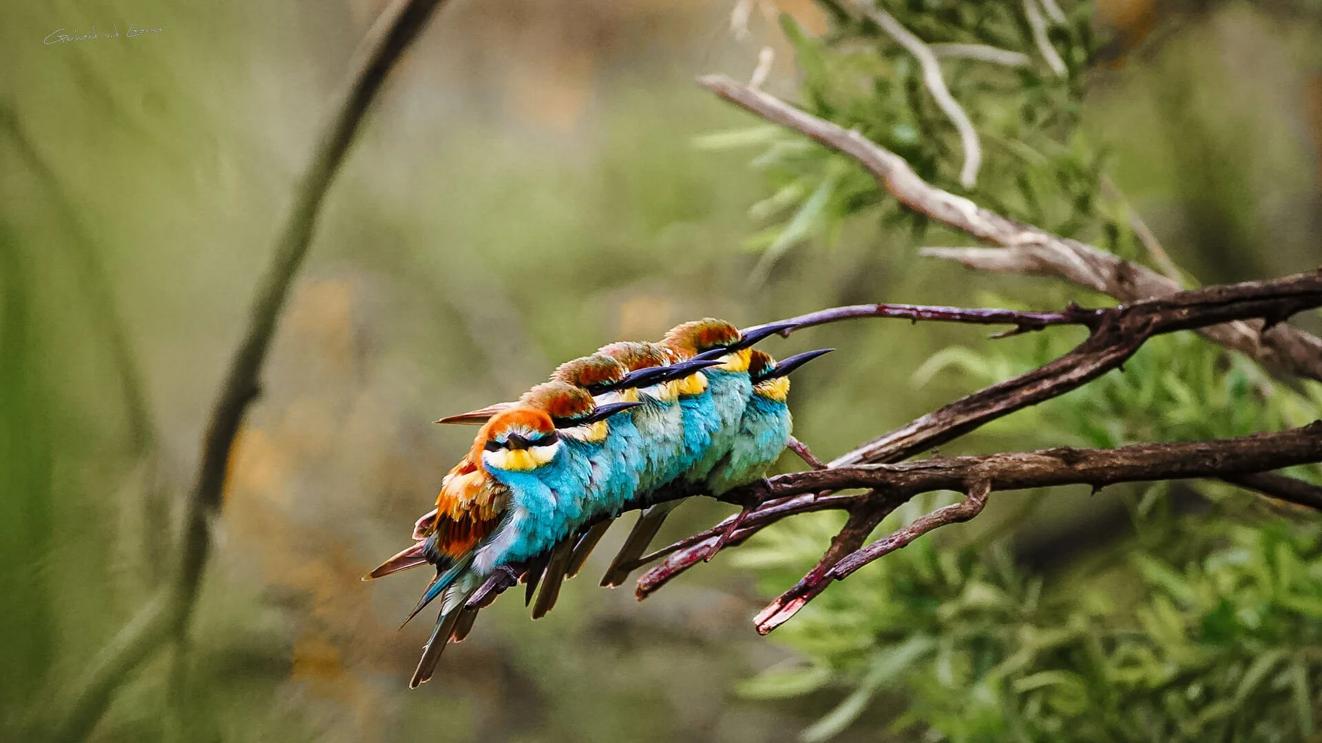 Four colorful birds with long beaks and bright blue bodies perched closely on a tree branch amidst green foliage.