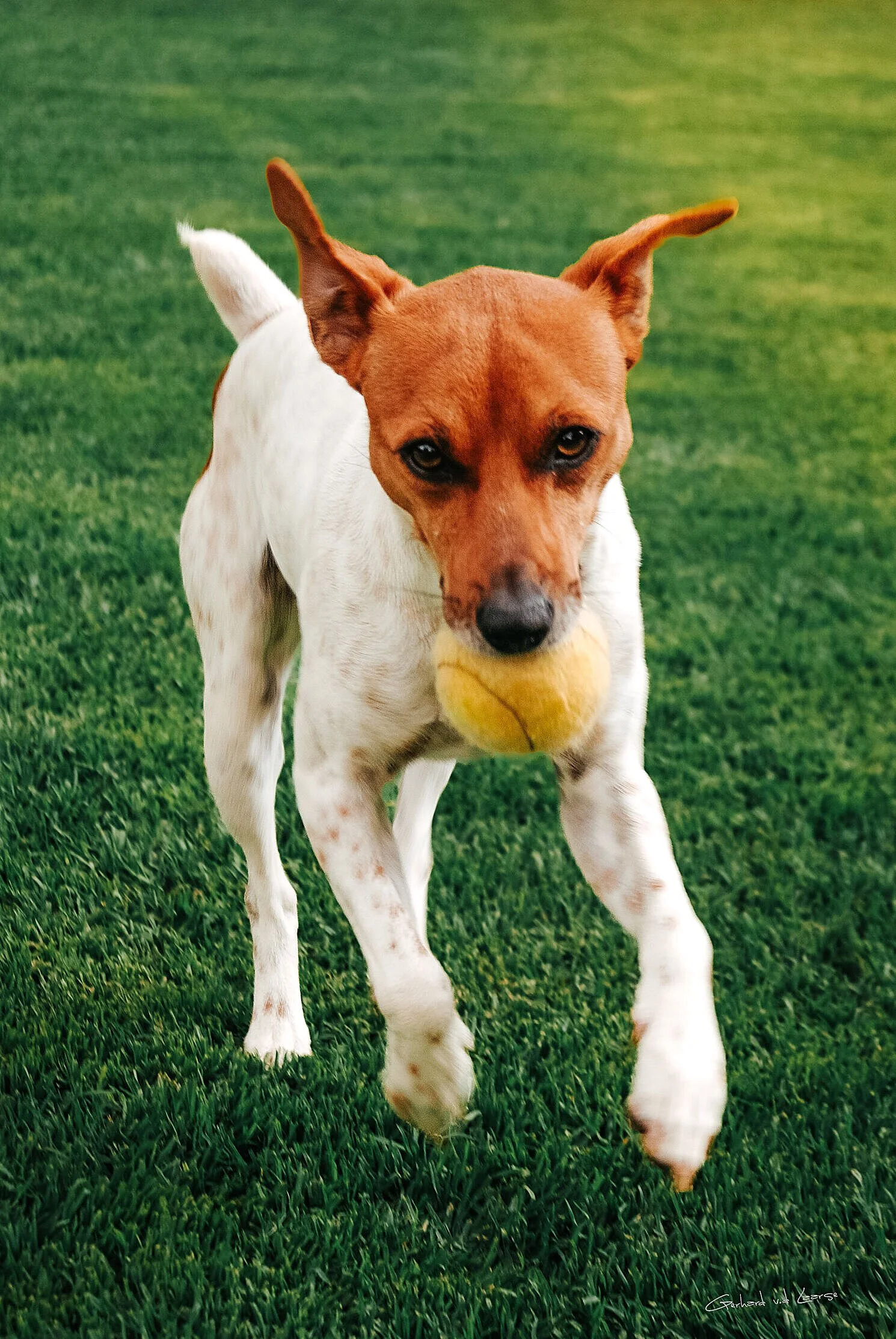 A brown and white dog holding a yellow tennis ball in its mouth, walking on grass.