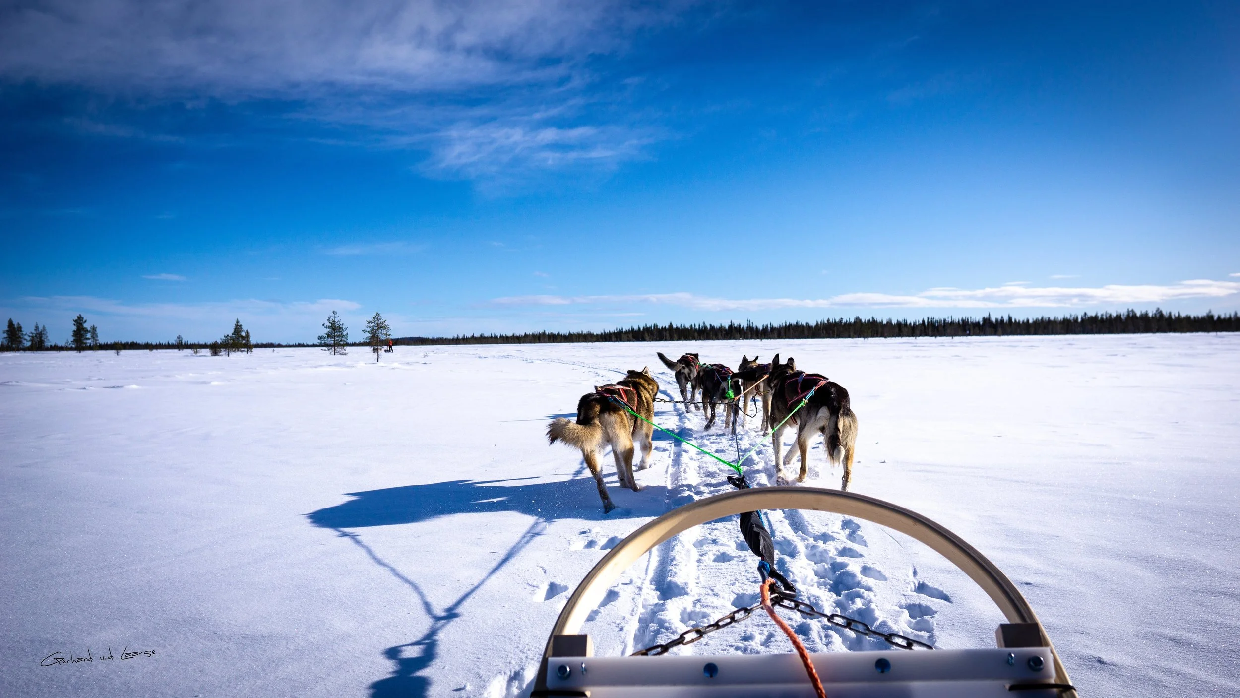 Photo from the perspective of a dog sled, showing four huskies pulling a sled through snow on a clear winter day with a blue sky and a few clouds, and a distant forest line